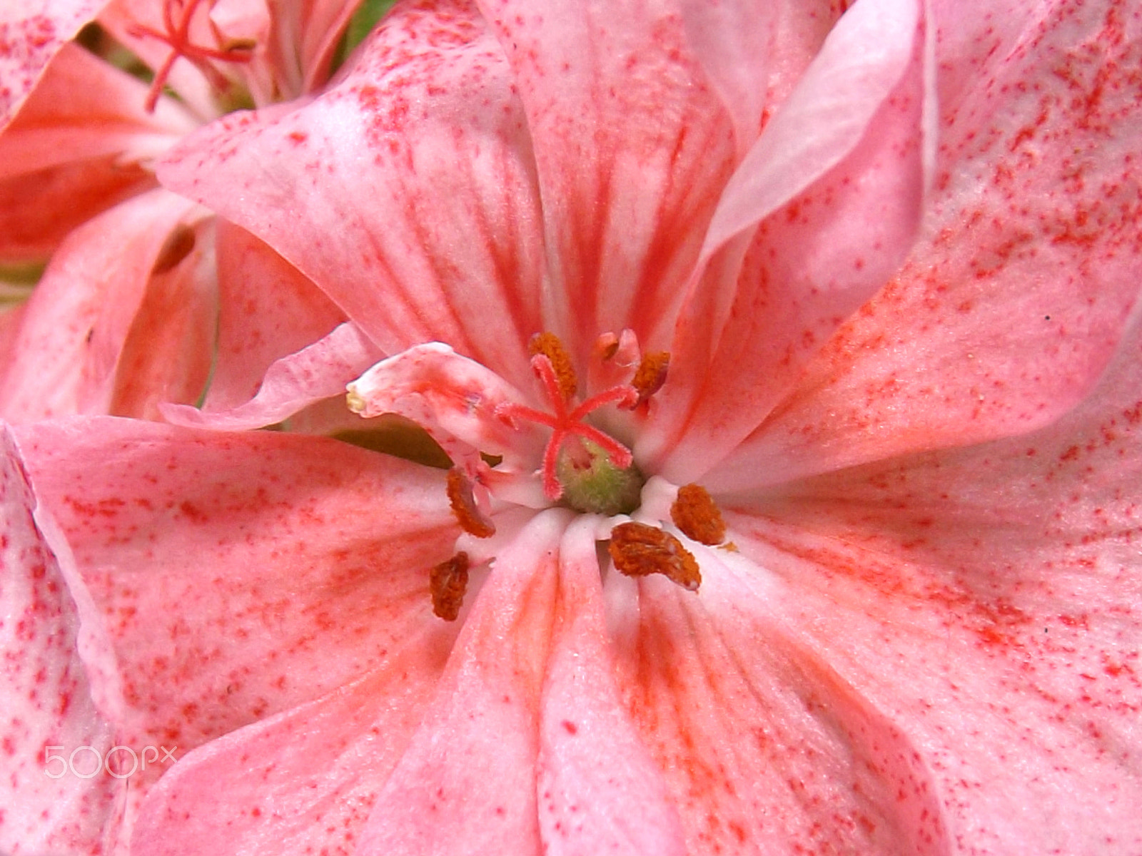 Fujifilm FinePix S4600 sample photo. Istanbul trip flower macro photography