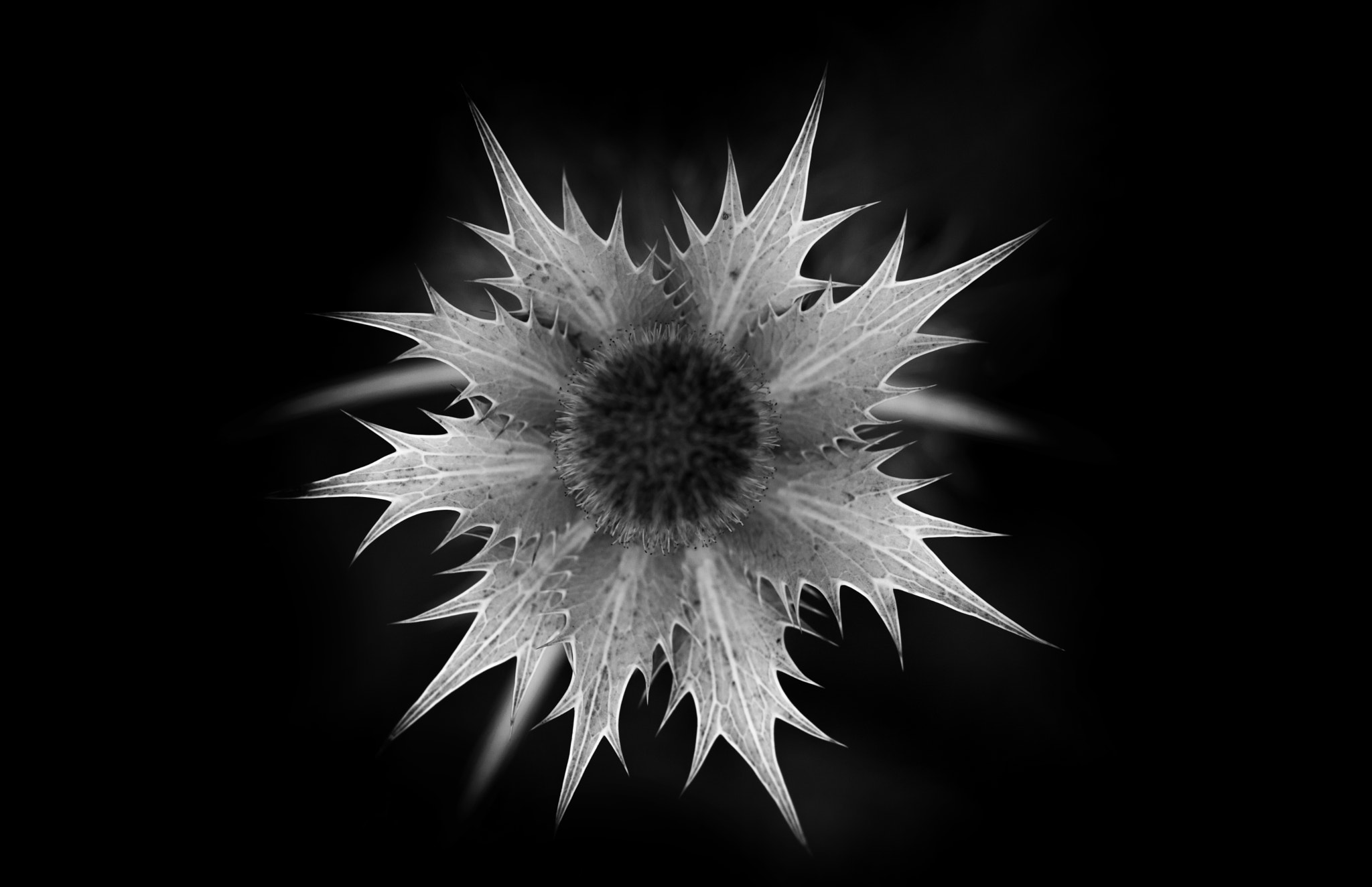 Canon EF 180mm F3.5L Macro USM sample photo. Spiky ii photography