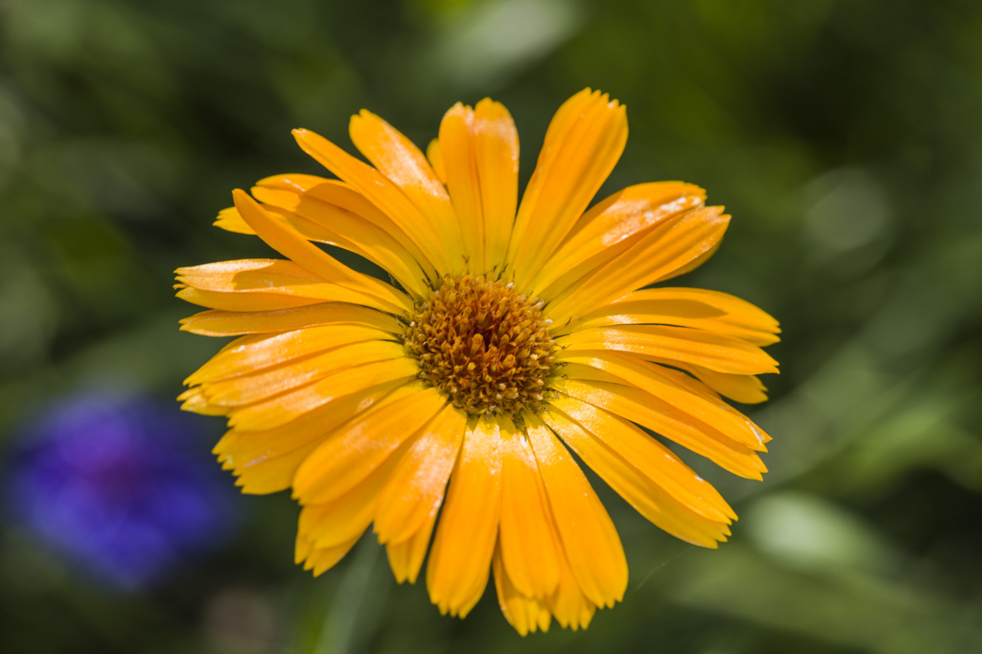 Canon EOS 5DS + Canon EF 100mm F2.8L Macro IS USM sample photo. Bloem photography