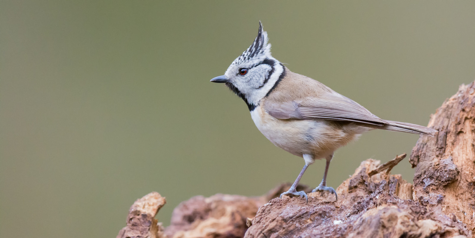 Nikon D7100 + Nikon AF-S Nikkor 500mm F4G ED VR sample photo. Kuifmees - crested tit photography