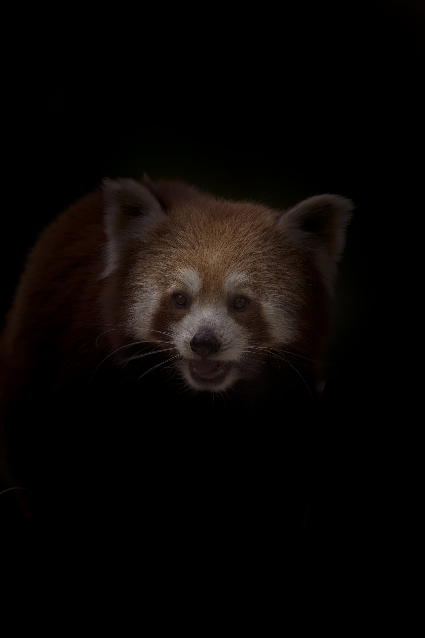 Canon EF 100-400mm F4.5-5.6L IS USM sample photo. Little panda photography