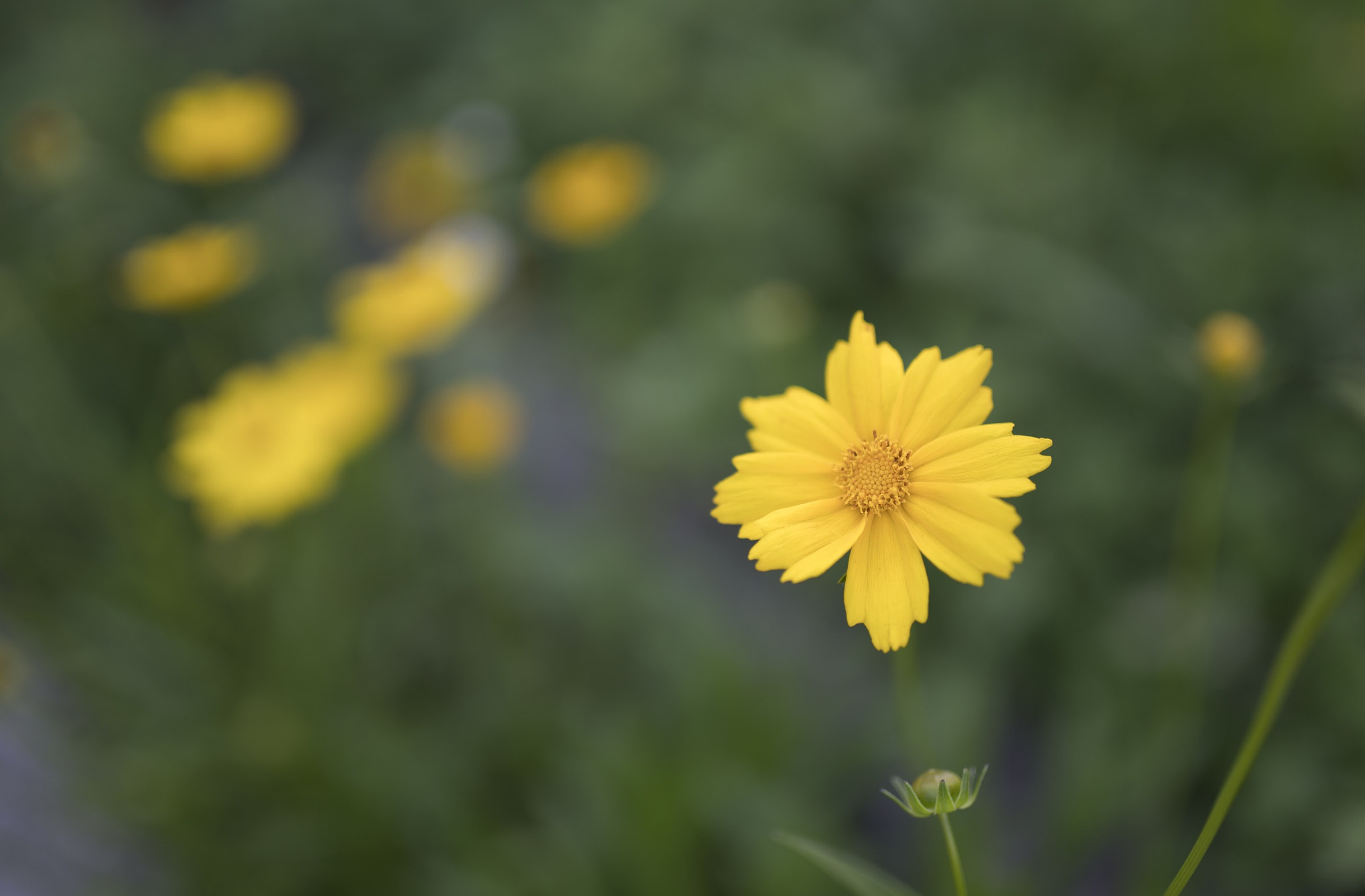 Sony a7R II + Sigma 35mm F1.4 DG HSM Art sample photo