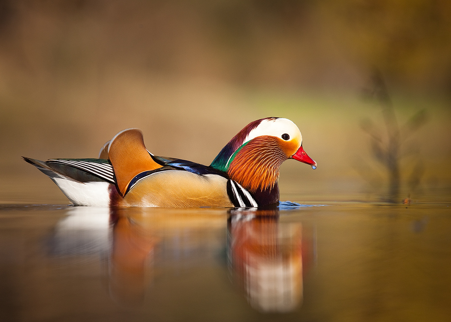 Canon EF 100-400mm F4.5-5.6L IS USM sample photo. Mandarin duck photography
