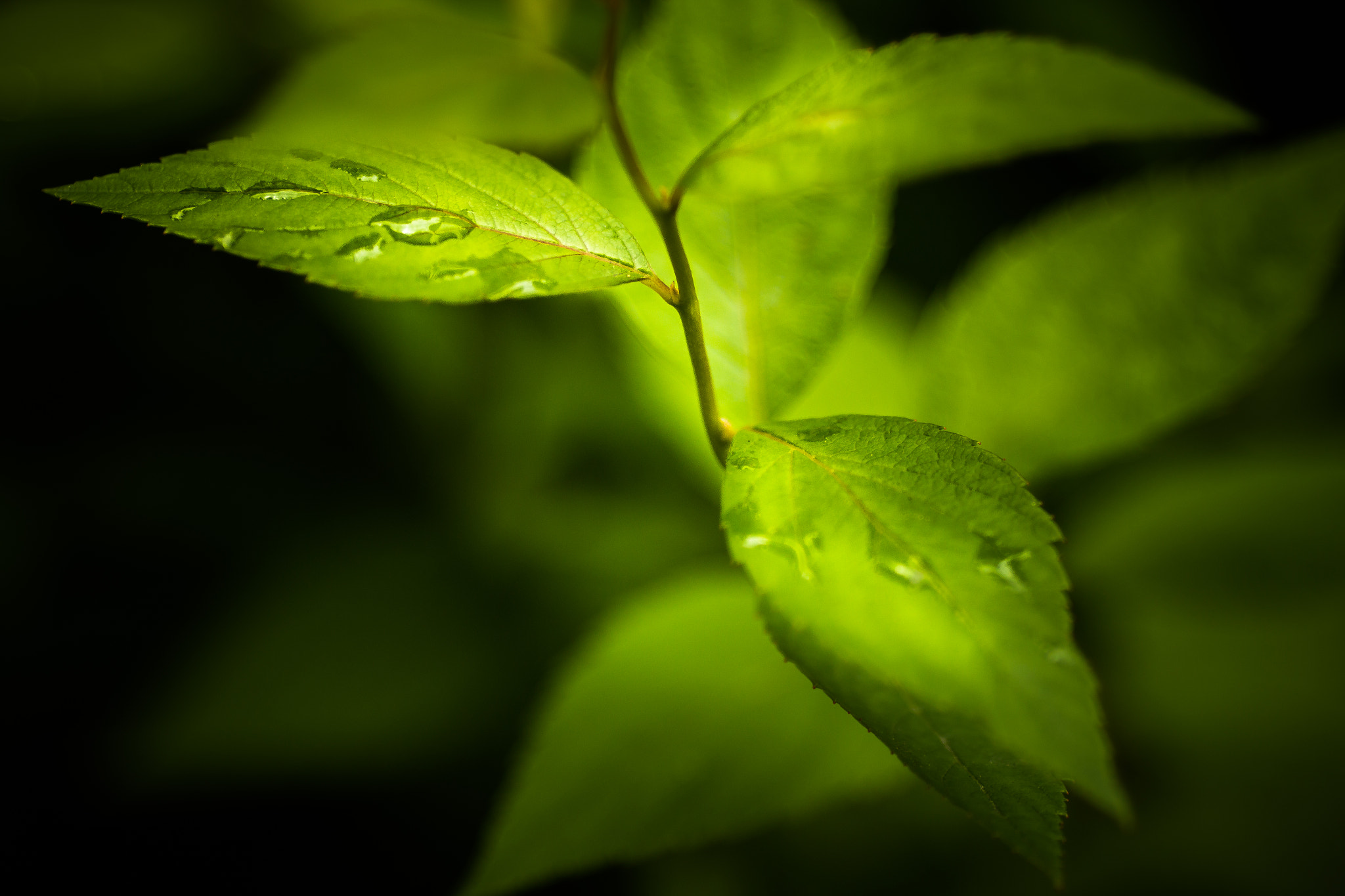 Canon EOS 70D + Canon EF 135mm F2L USM sample photo. Plant energy photography