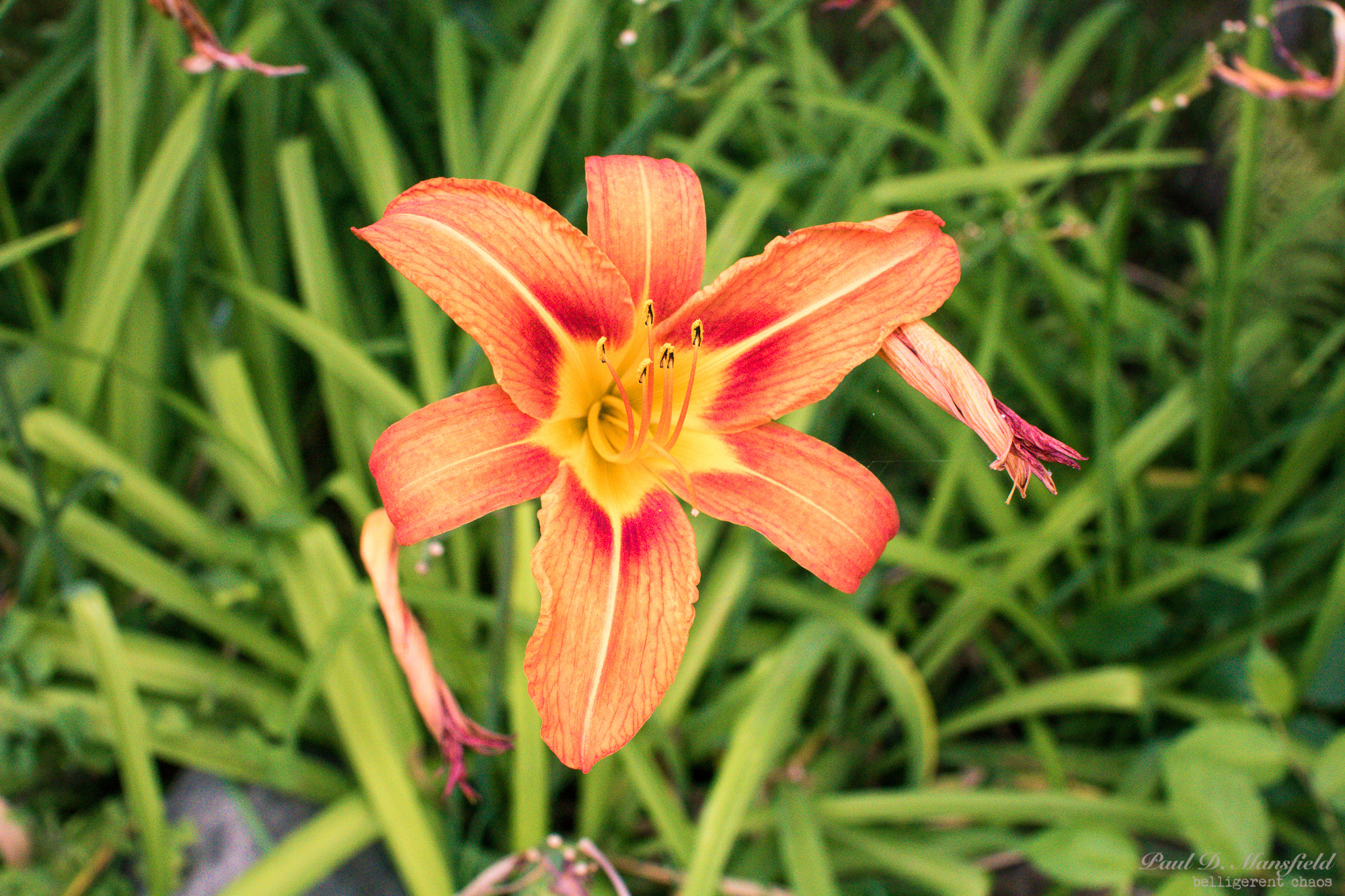 Sigma 30mm F1.4 EX DC HSM sample photo. Flora photography