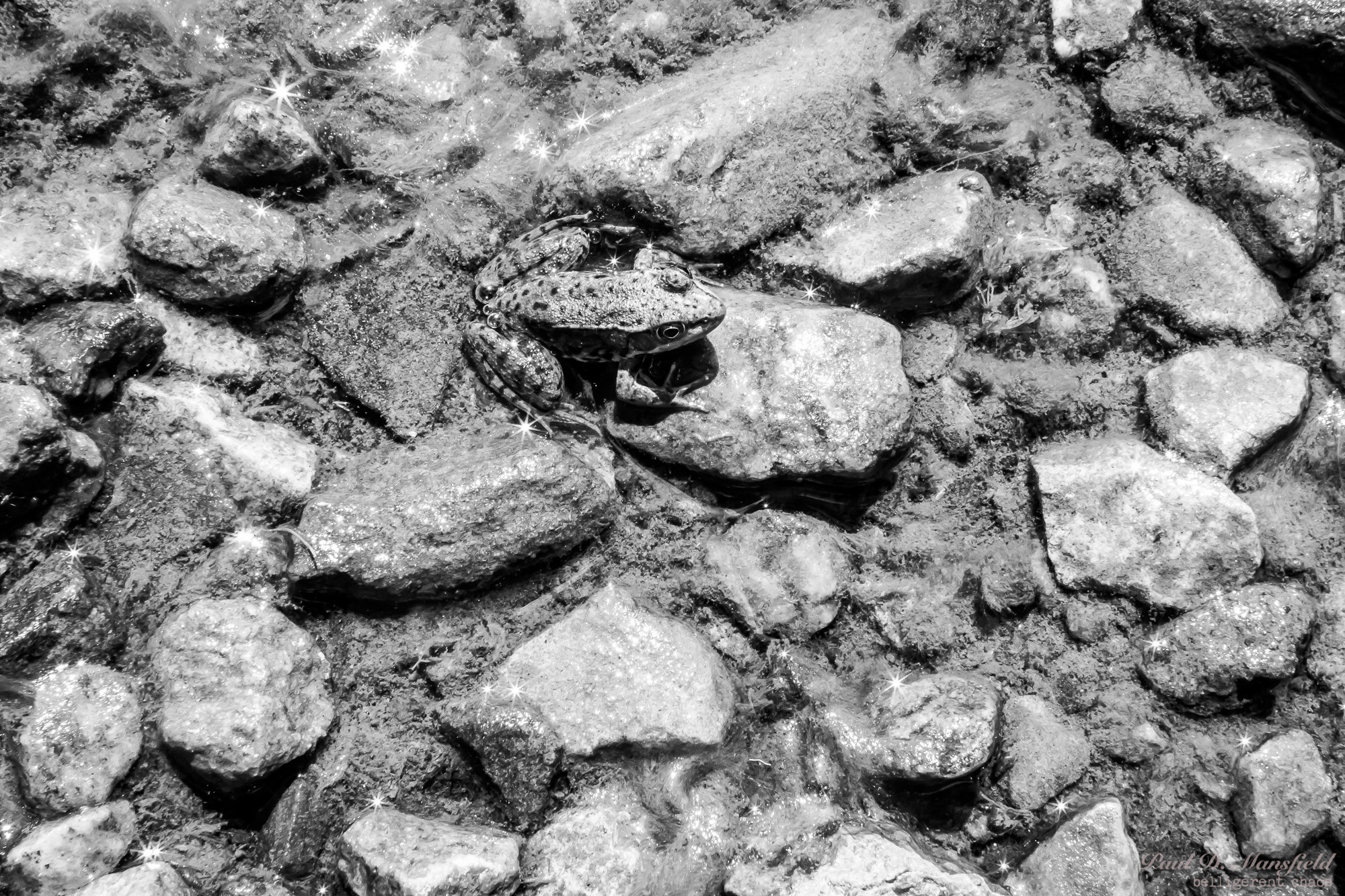 Sigma 30mm F1.4 EX DC HSM sample photo. Frog photography