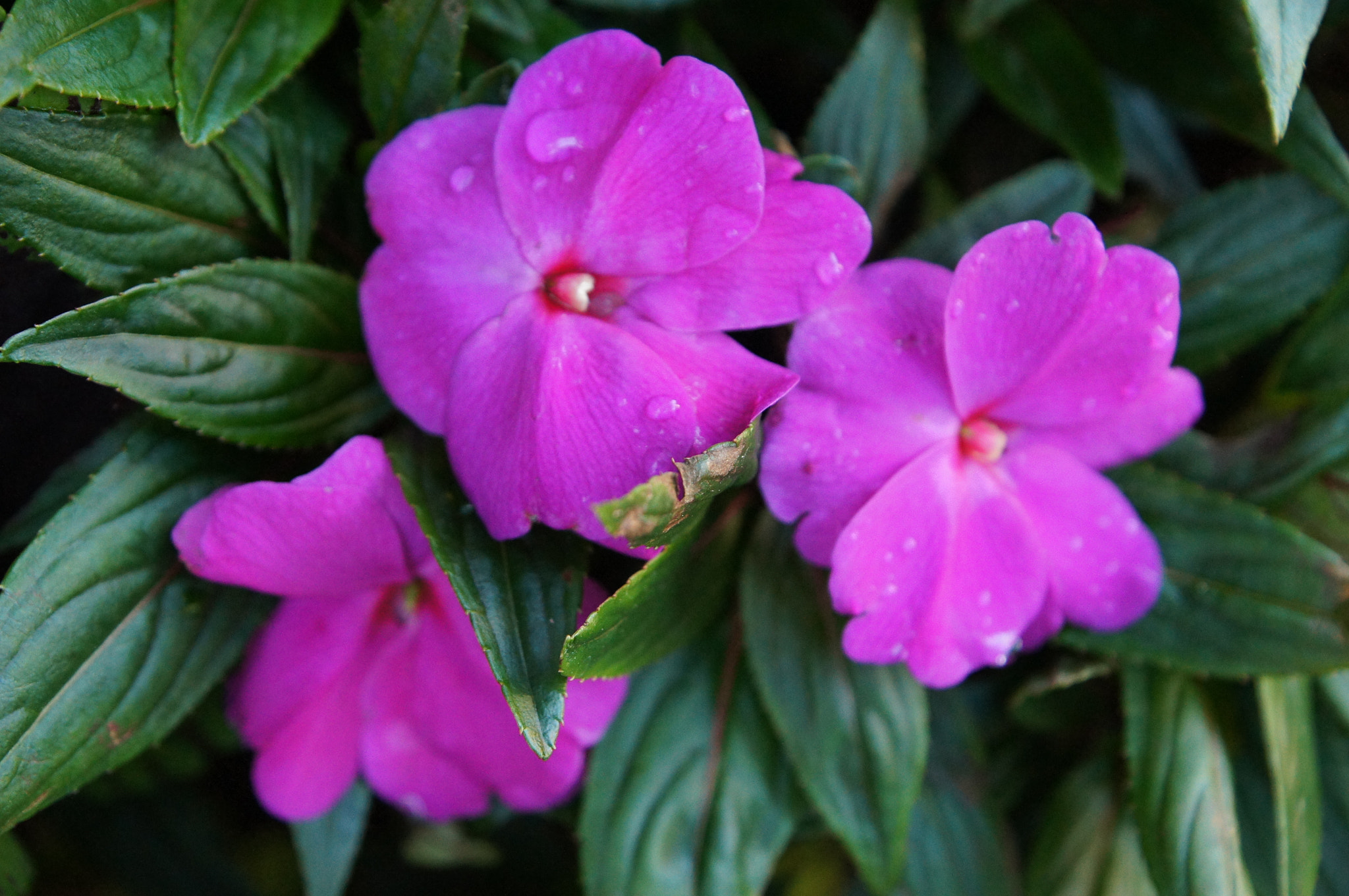 Sony SLT-A35 + Sony DT 16-50mm F2.8 SSM sample photo. Flowers photography