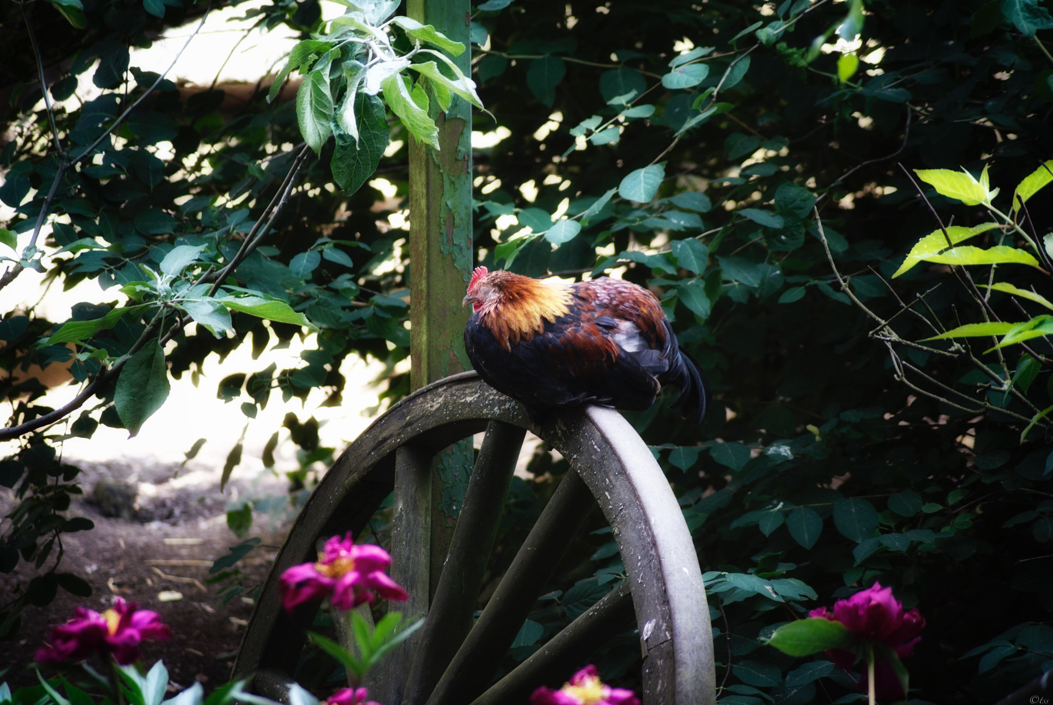 Sony Alpha DSLR-A200 sample photo. Randy rooster photography