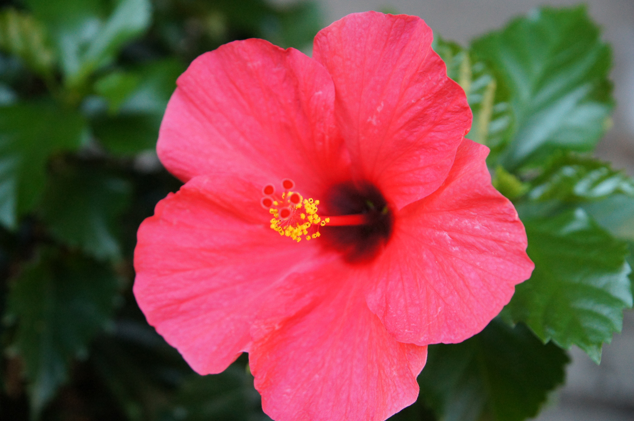 Sony SLT-A35 sample photo. Flower photography