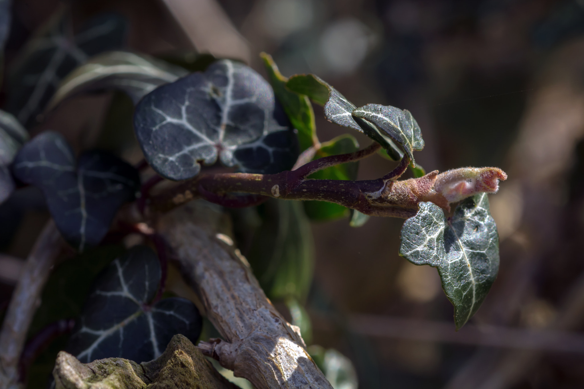 Nikon D7100 + AF Micro-Nikkor 60mm f/2.8 sample photo. Creeping, clinging, constrictor.... photography