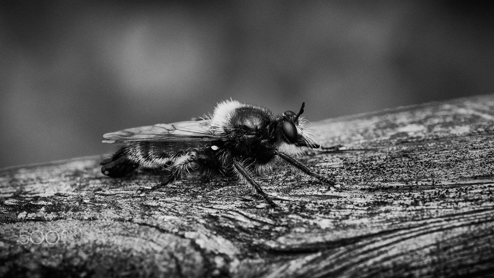 Sigma 105mm F2.8 EX DG OS HSM sample photo. Raubfliege sw photography