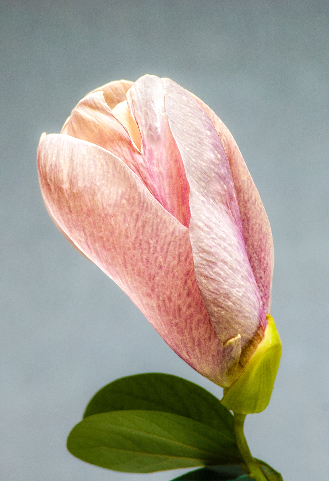 Nikon D40X sample photo. Pink beauty photography