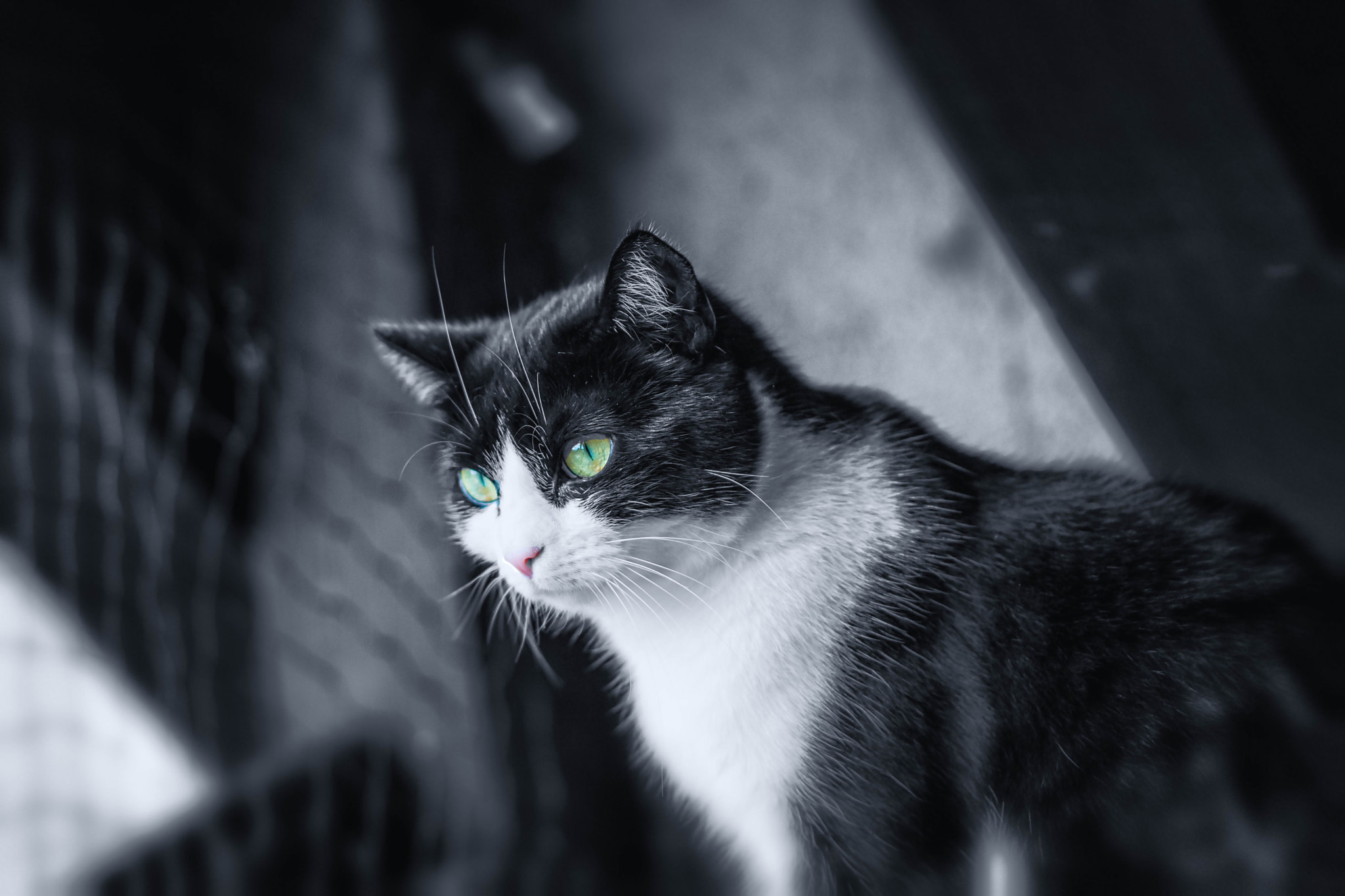 Nikon D3X + Nikon AF Nikkor 105mm F2D DC sample photo. Princess lizzy's birds watching photography