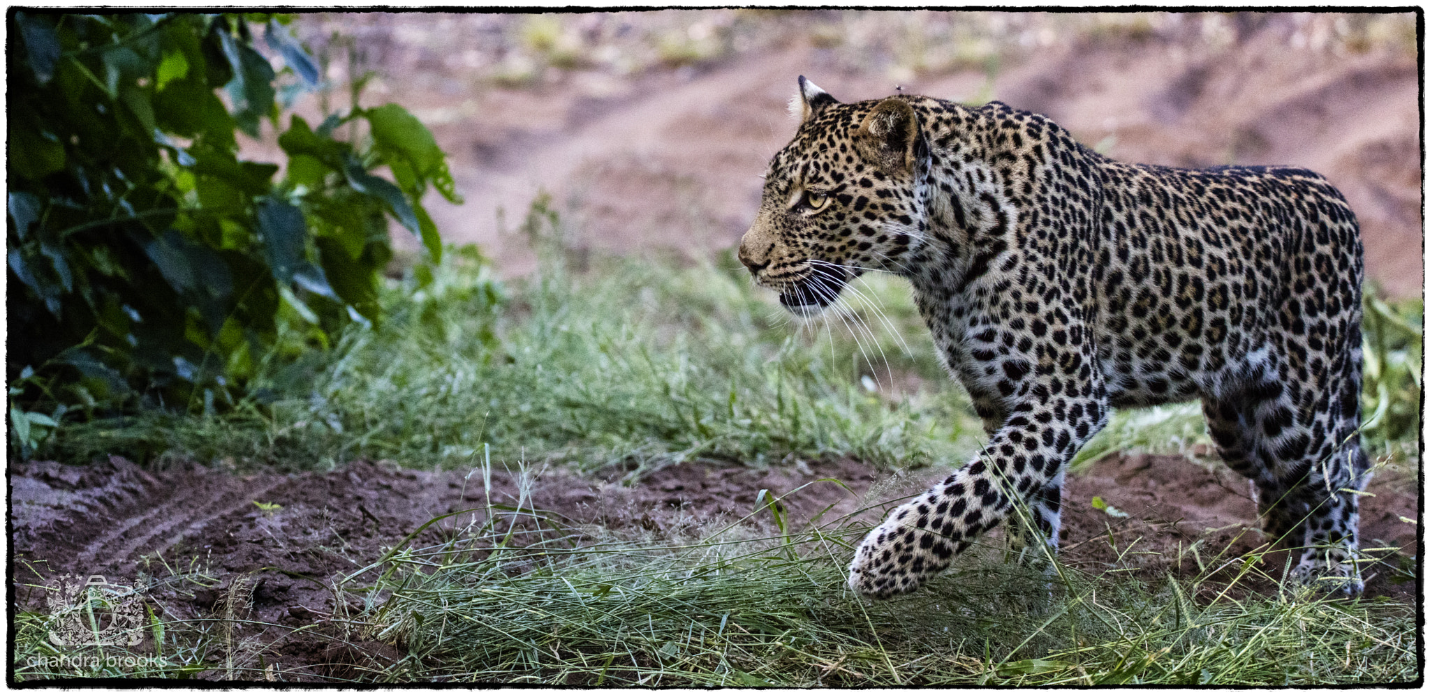 150-600mm F5-6.3 DG OS HSM | Sports 014 sample photo. Young leopardess photography