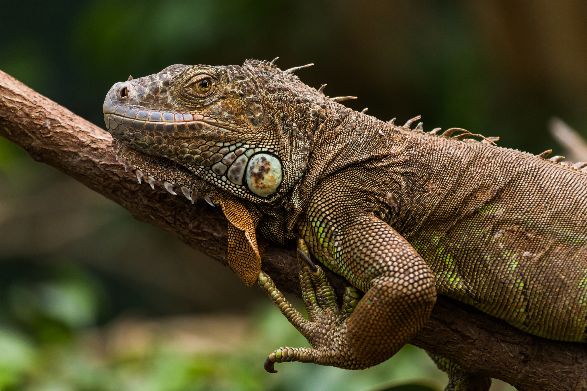 Canon EF 100-400mm F4.5-5.6L IS USM sample photo. Common iguana photography