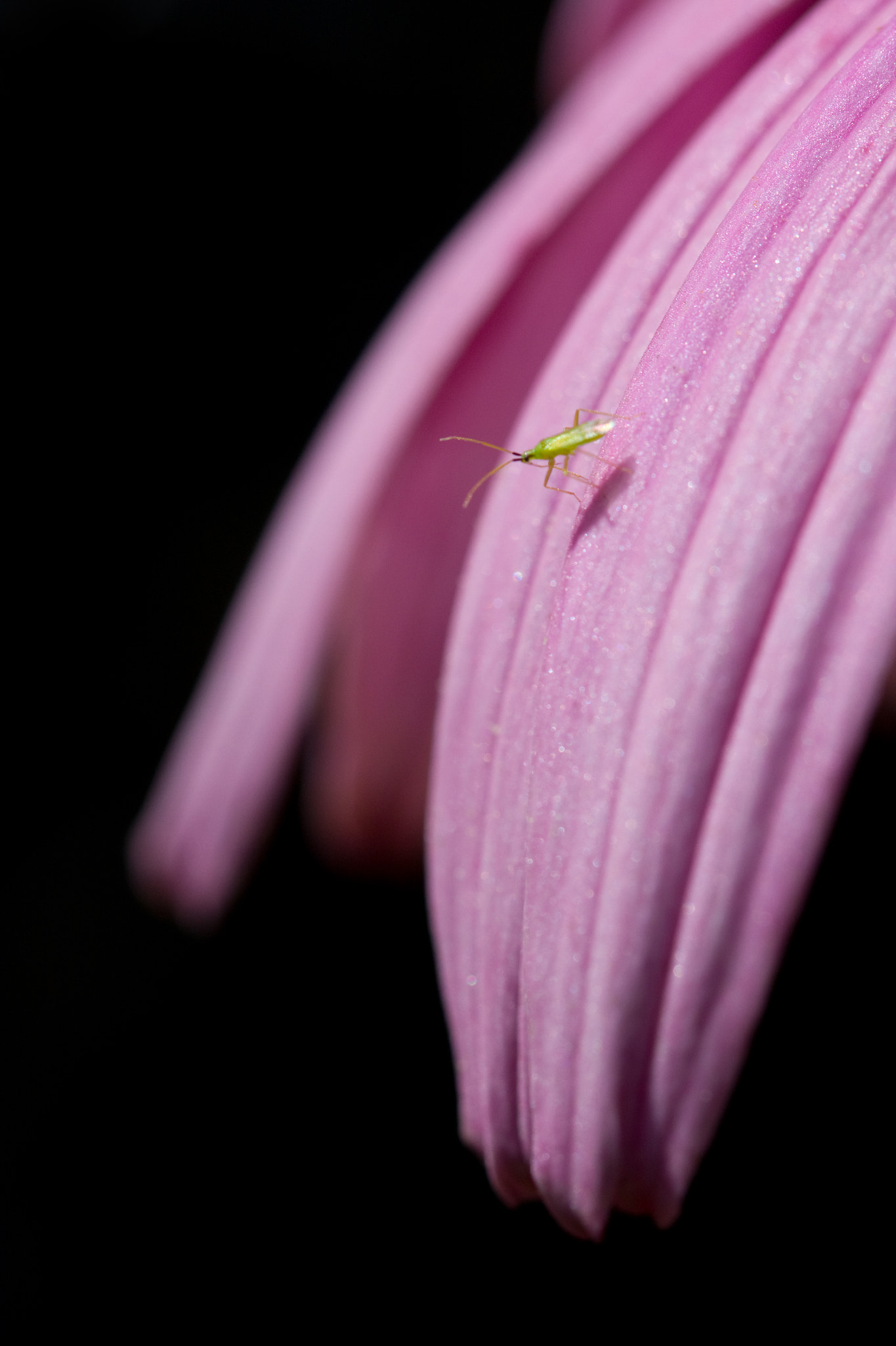 Canon EOS 40D + Canon EF 100mm F2.8 Macro USM sample photo. Tiny green photography