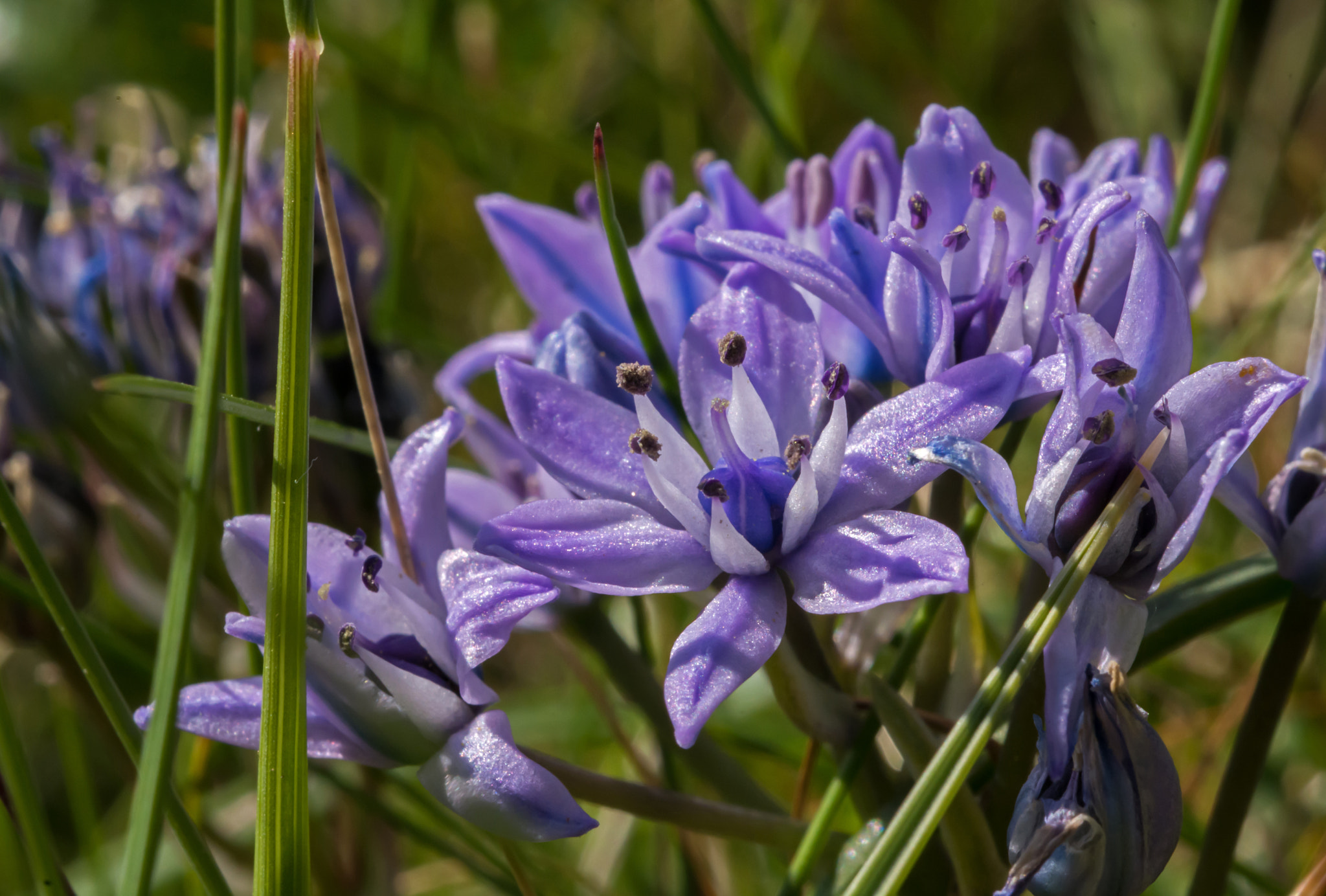 Nikon D7100 + AF Micro-Nikkor 60mm f/2.8 sample photo. The star of the county down? photography