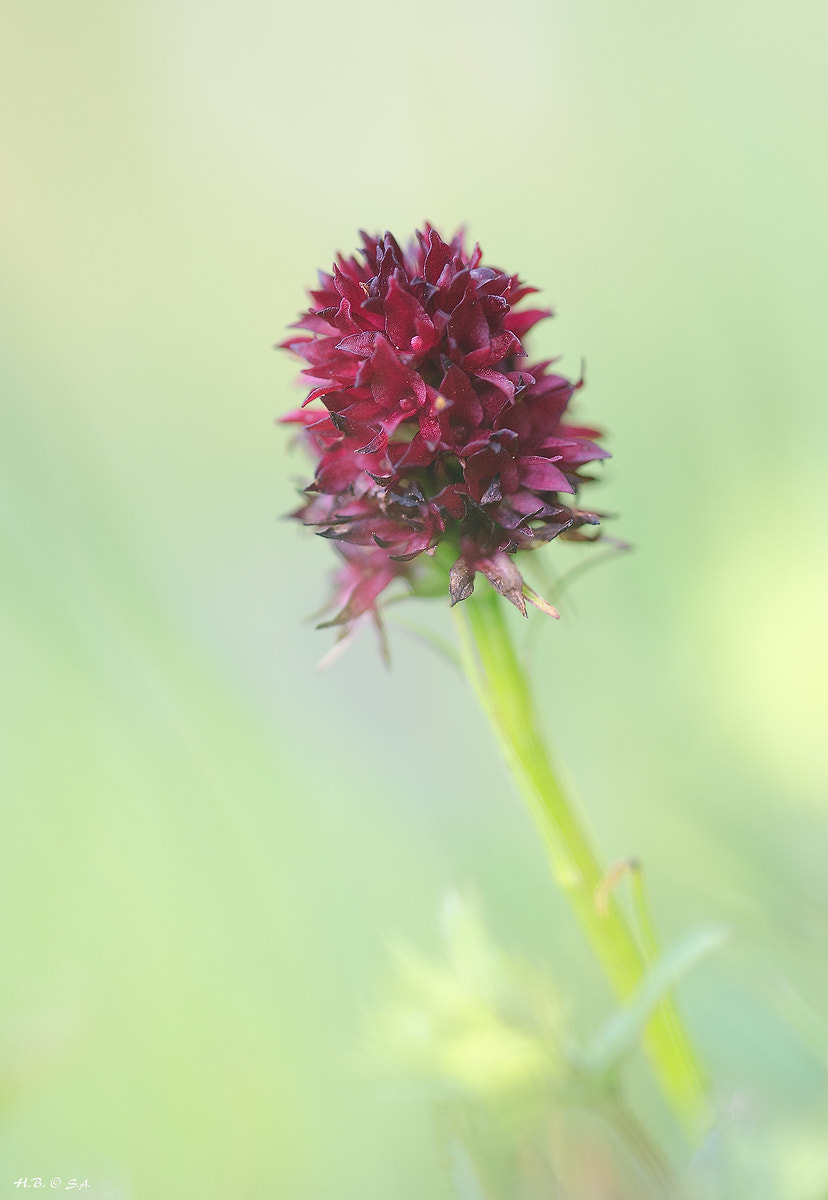 Sigma 150mm F2.8 EX DG OS Macro HSM sample photo. Kohlröschen photography