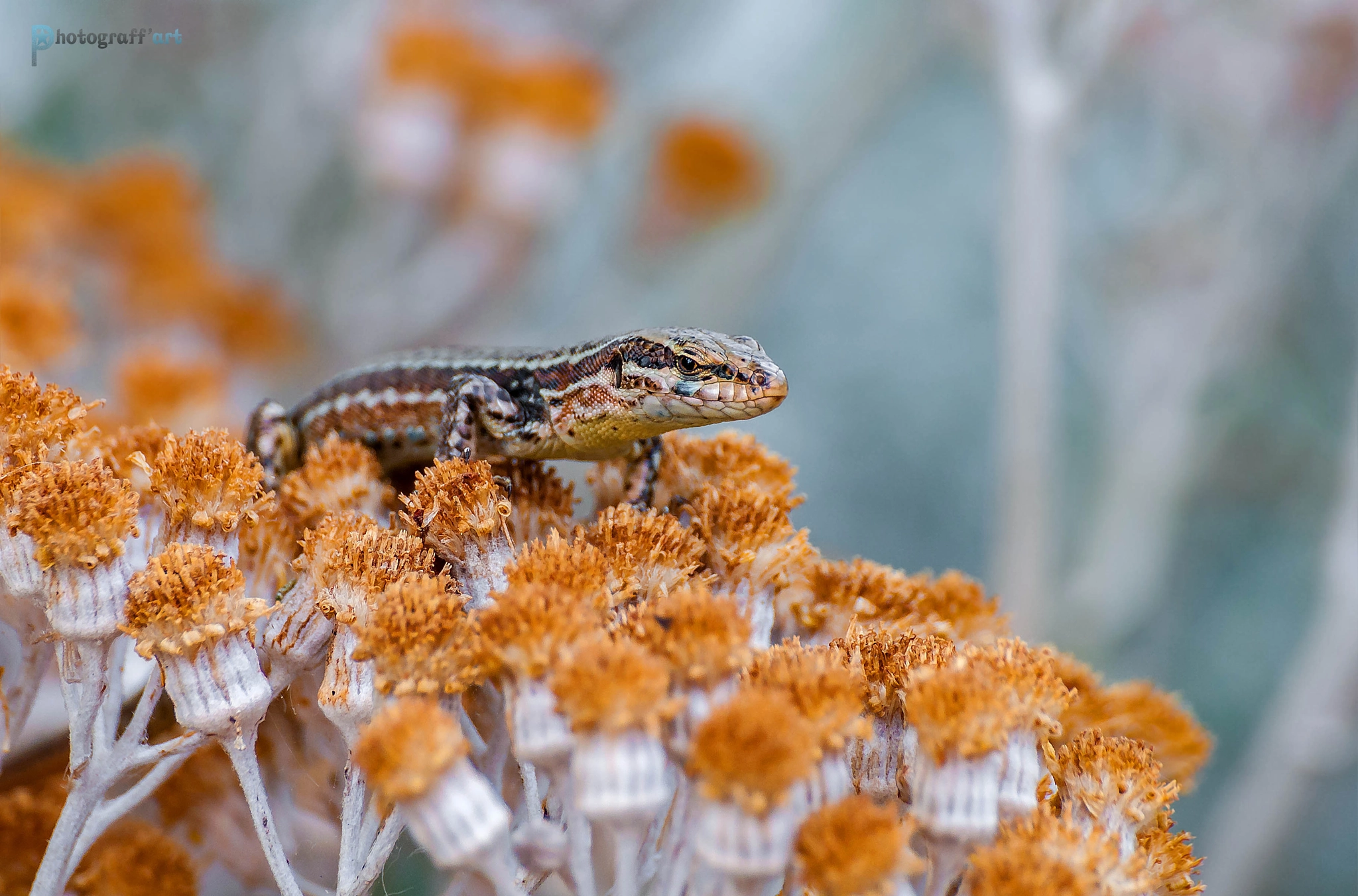 Nikon D5000 sample photo. Lézard des murailles photography