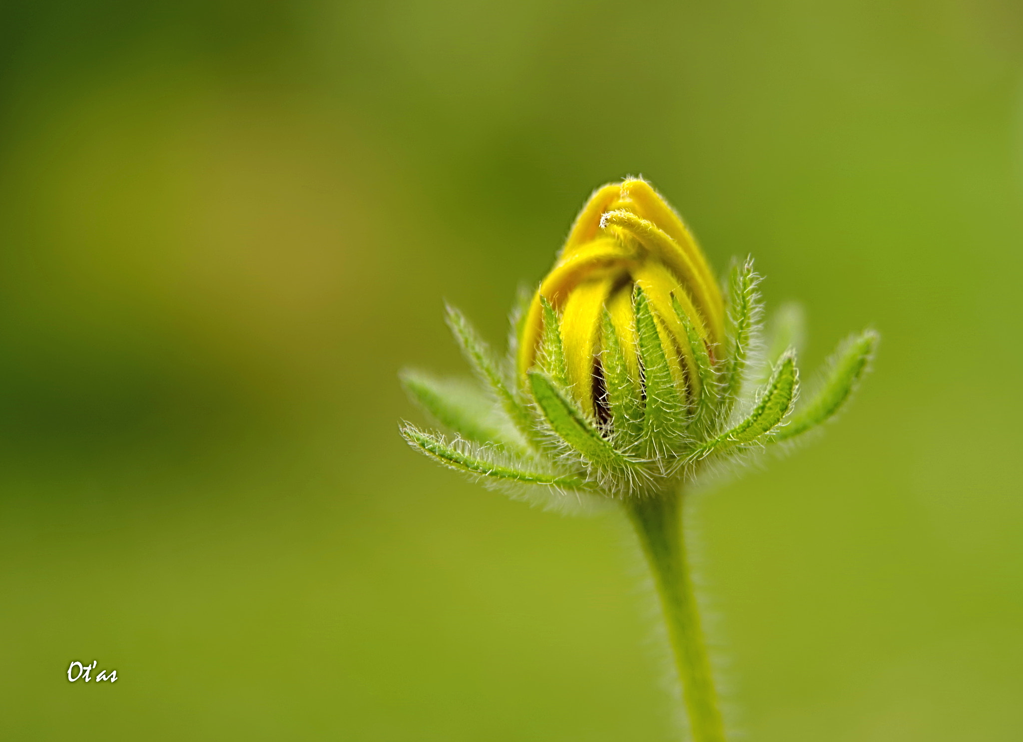 Pentax K-1 sample photo. Bud photography