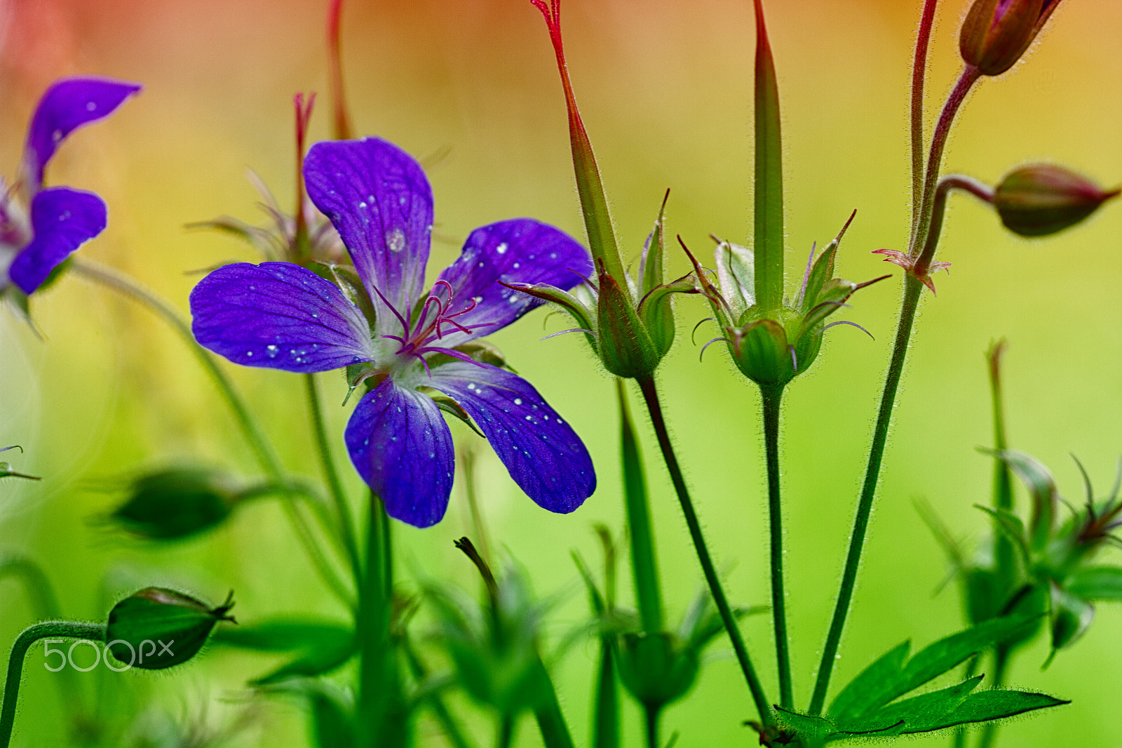 Sigma APO Macro 150mm f/2.8 EX DG HSM sample photo. A forrest full of flowers photography