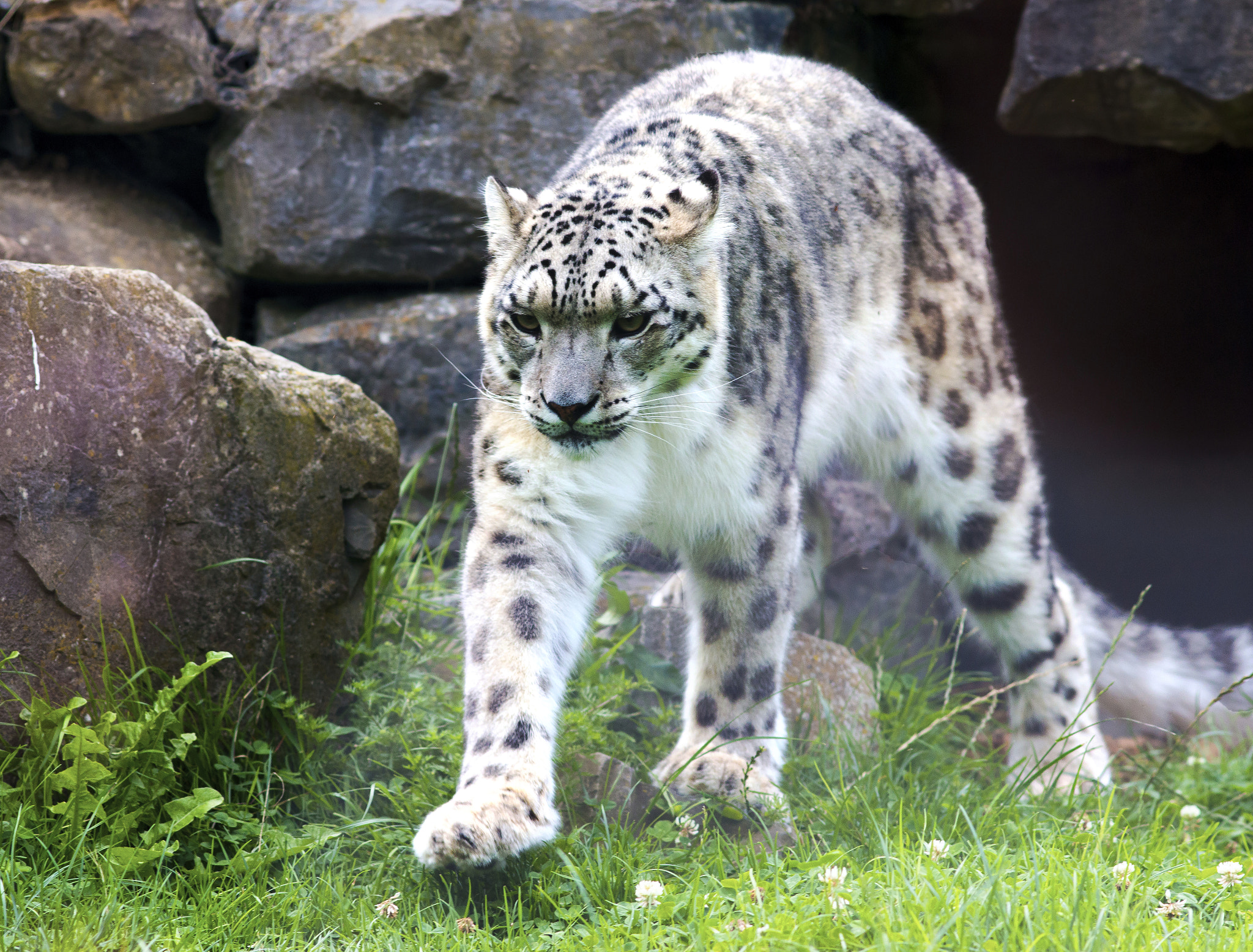 Canon EOS 70D + Canon EF 200mm F2.8L II USM sample photo. Prowling snow leopard photography