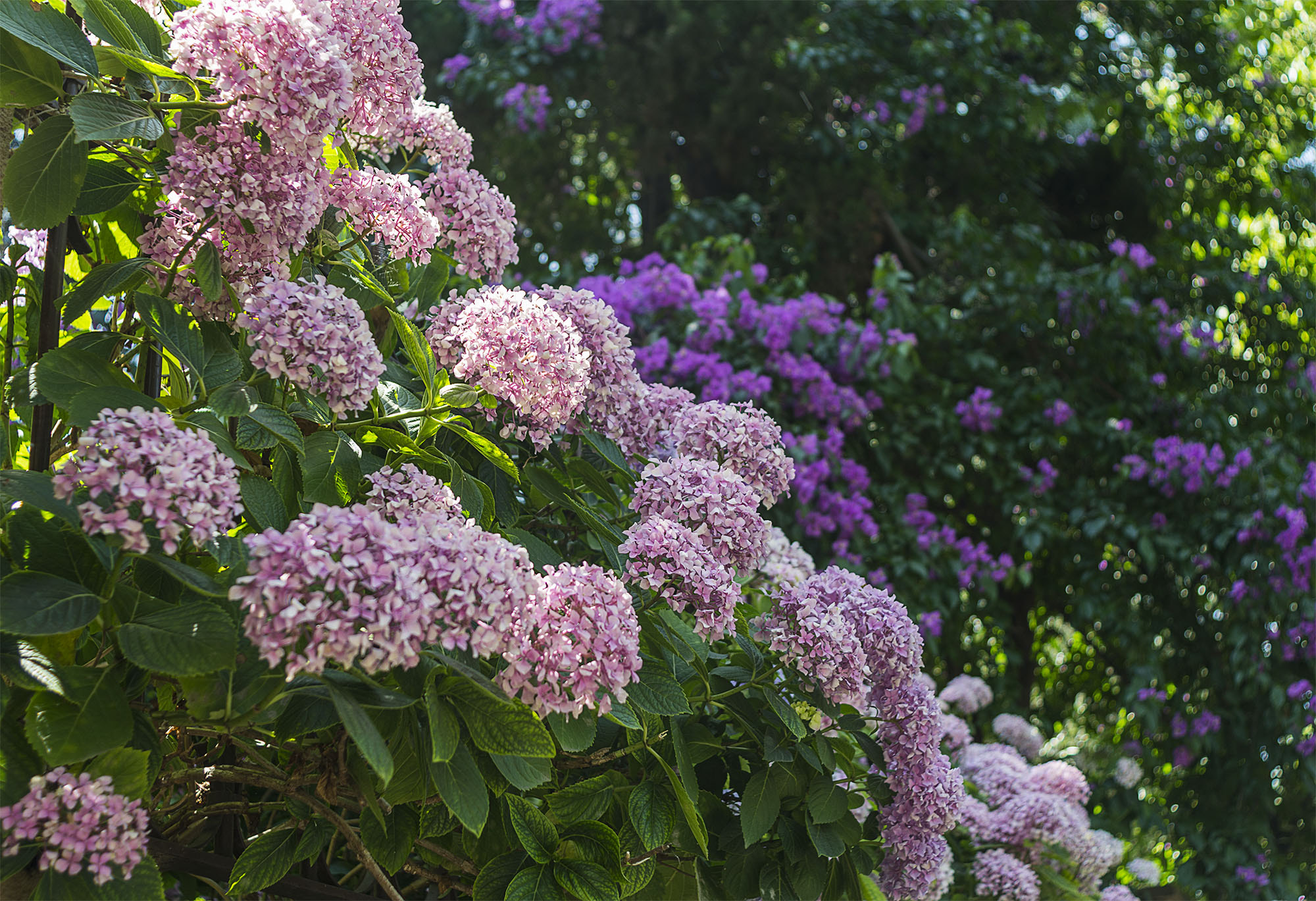 Nikon D7100 + AF Nikkor 28mm f/2.8 sample photo. Hydrangeas photography