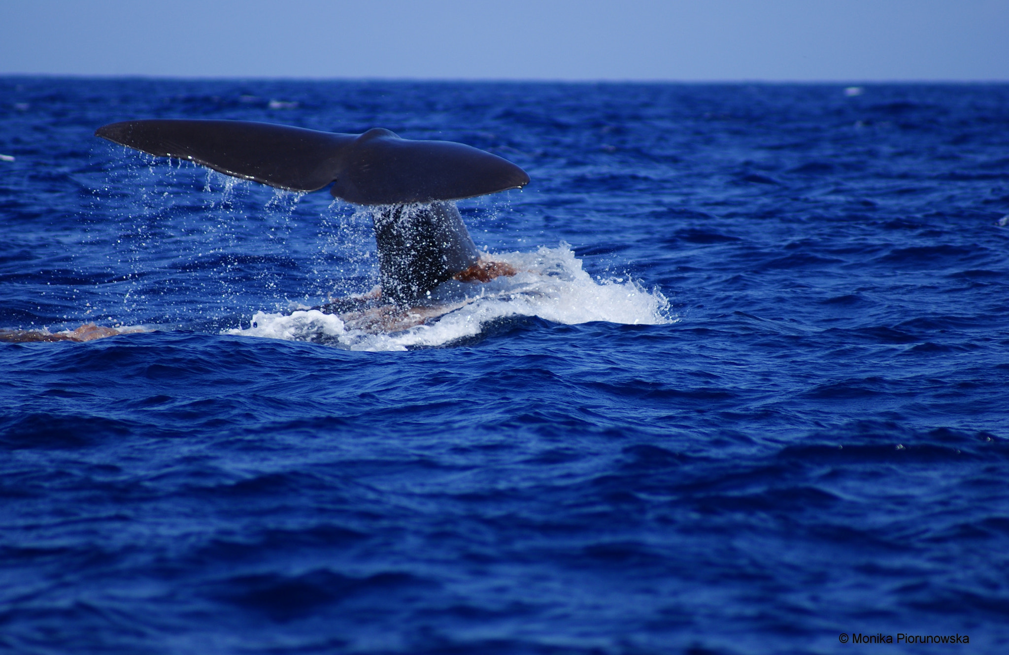 Sony Alpha DSLR-A300 sample photo. Diving sperm whale photography