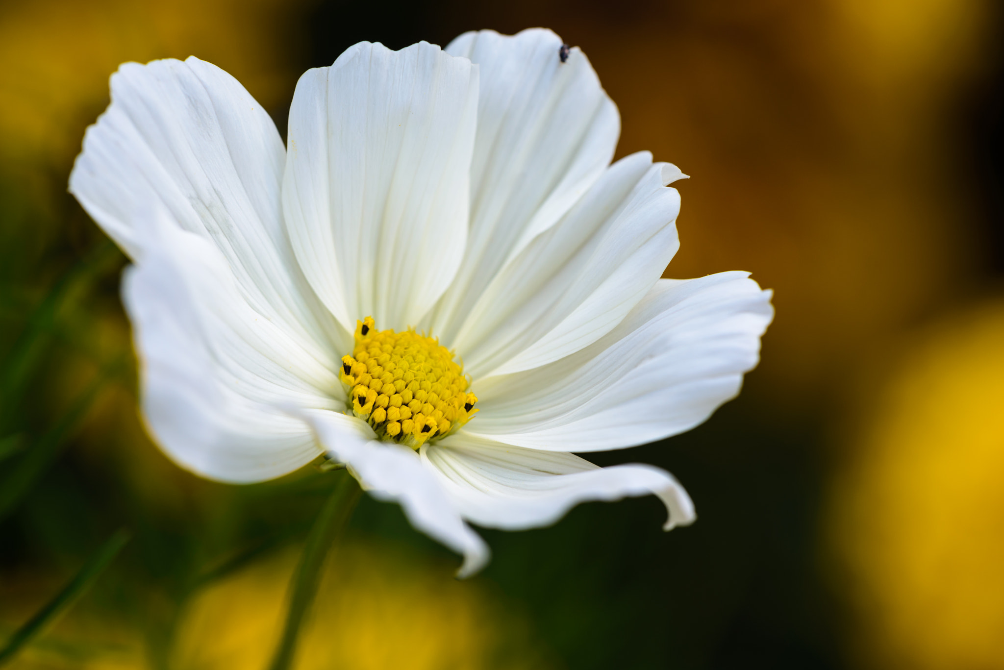 Sigma 150mm F2.8 EX DG Macro HSM sample photo. White and yellow photography