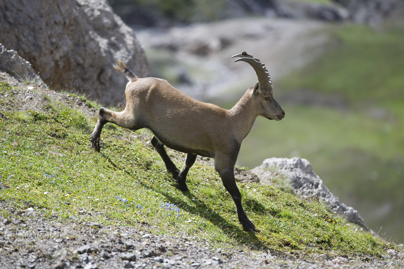 Nikon D3S + Nikon AF-S Nikkor 300mm F4D ED-IF sample photo. Ibex photography