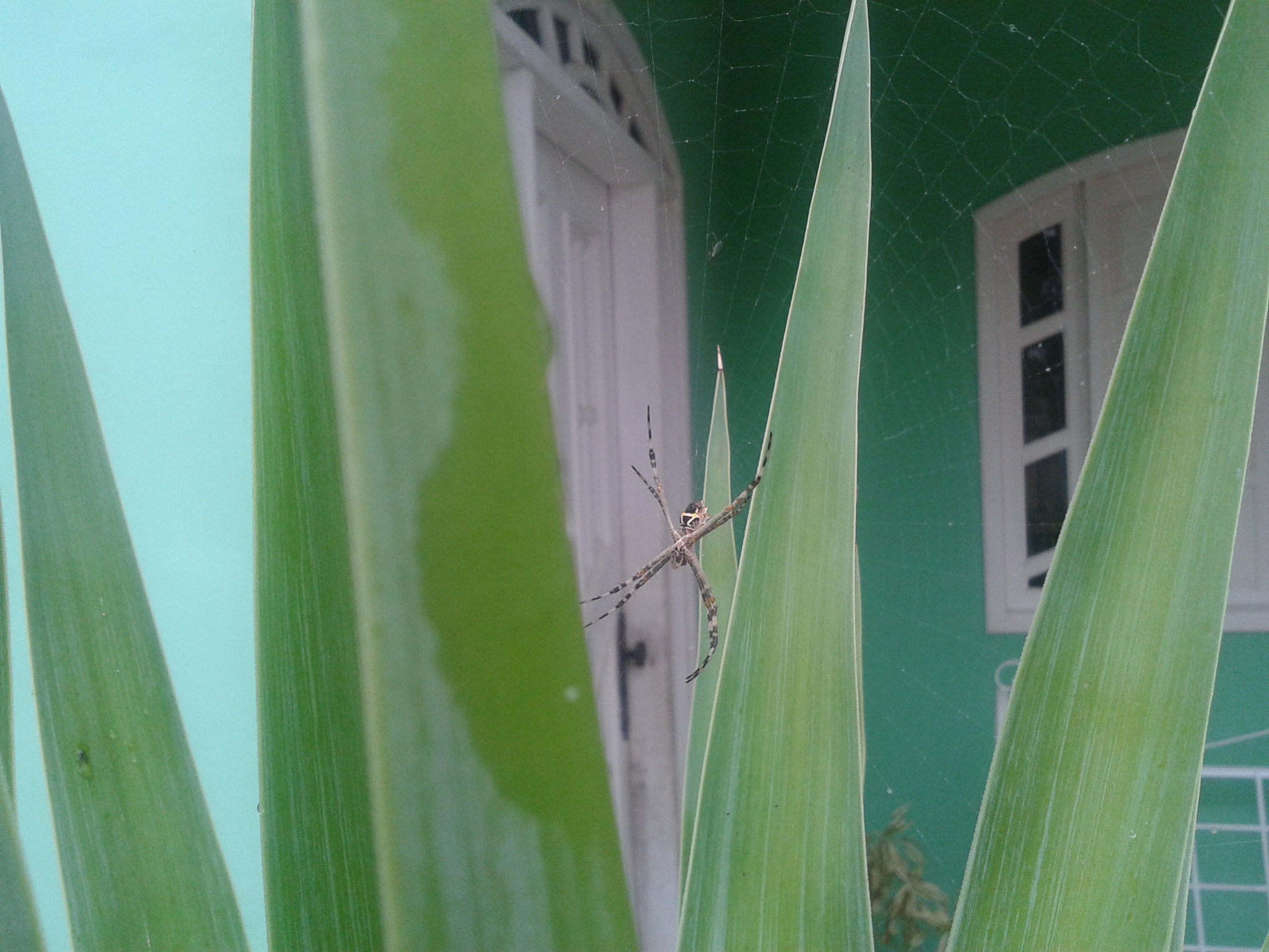 Samsung Galaxy Win sample photo. Spider leaf photography