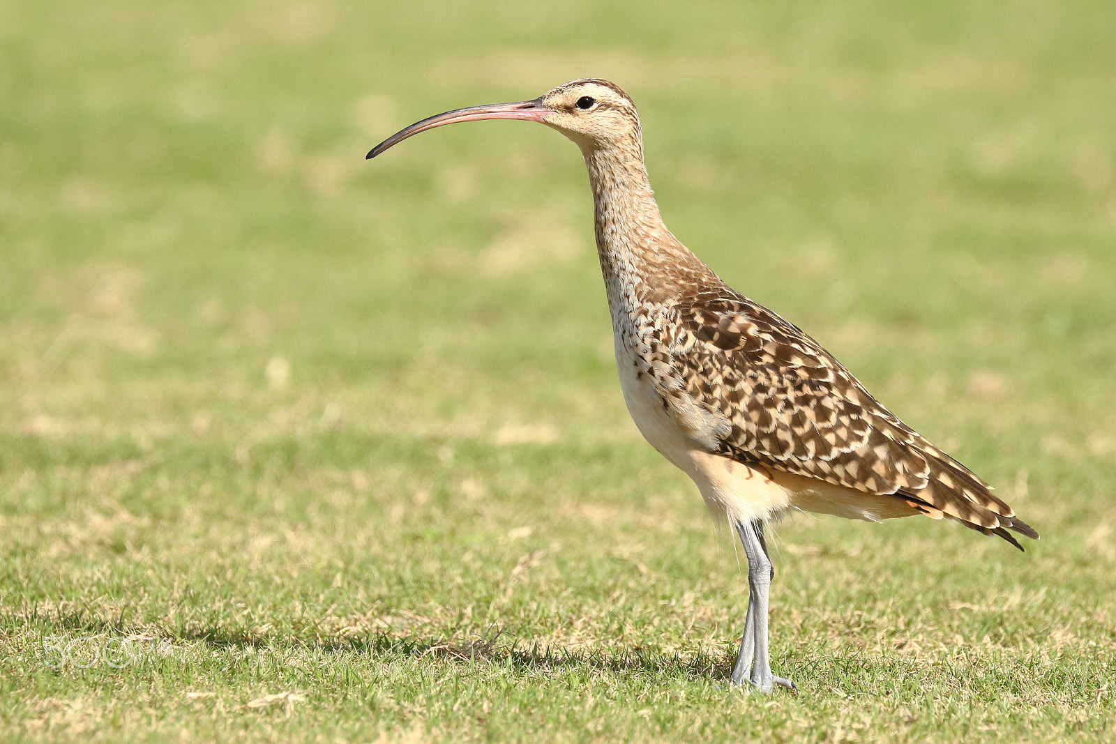 Canon EOS 750D (EOS Rebel T6i / EOS Kiss X8i) + Canon EF 100-400mm F4.5-5.6L IS II USM sample photo. Bristle thighed curlew photography