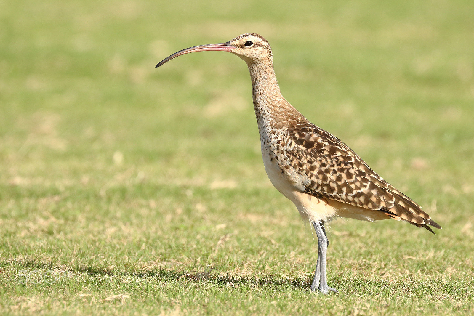 Canon EOS 750D (EOS Rebel T6i / EOS Kiss X8i) sample photo. Bristle thighed curlew photography