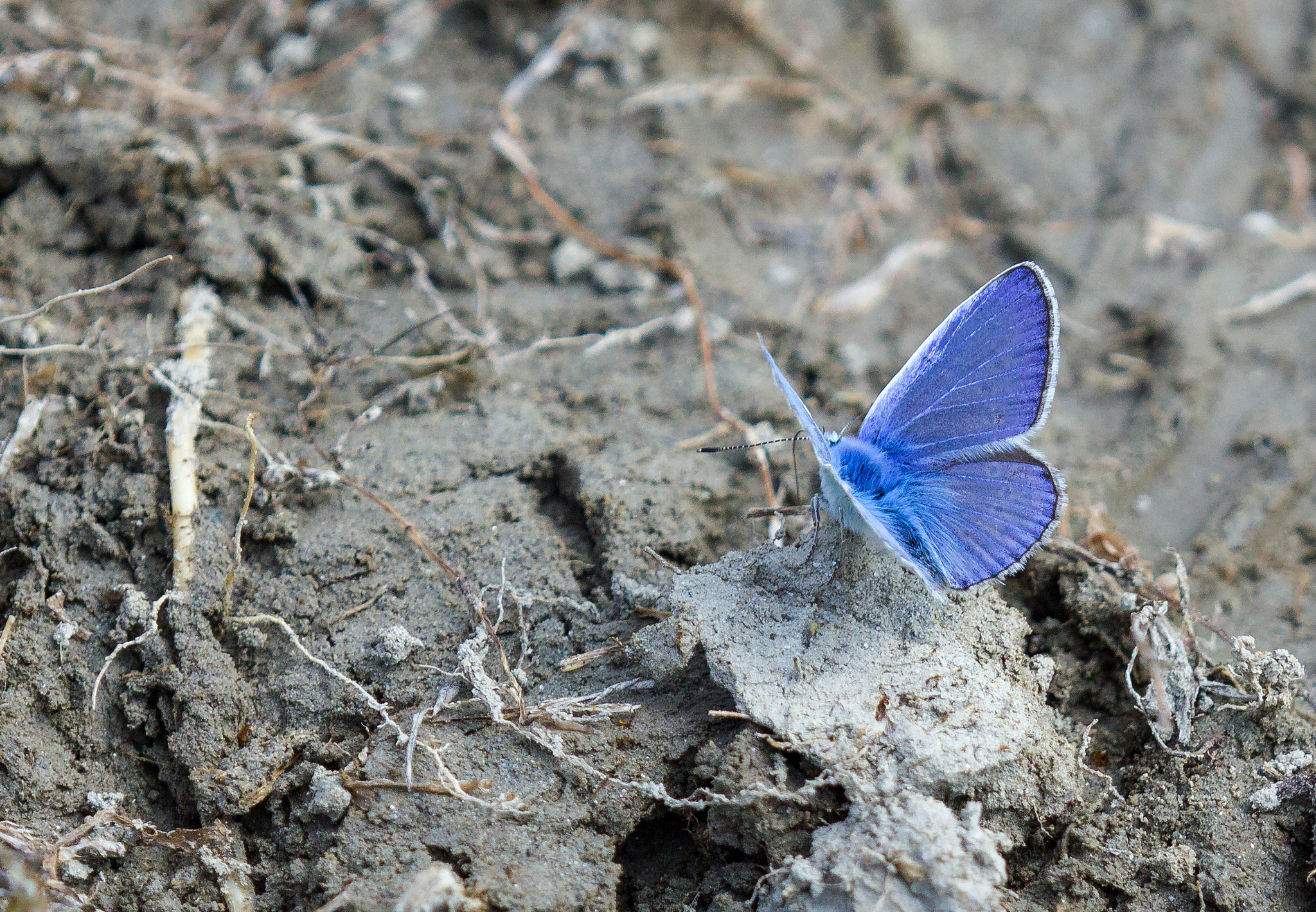 Canon EF 180mm F3.5L Macro USM sample photo. Blue jewel photography