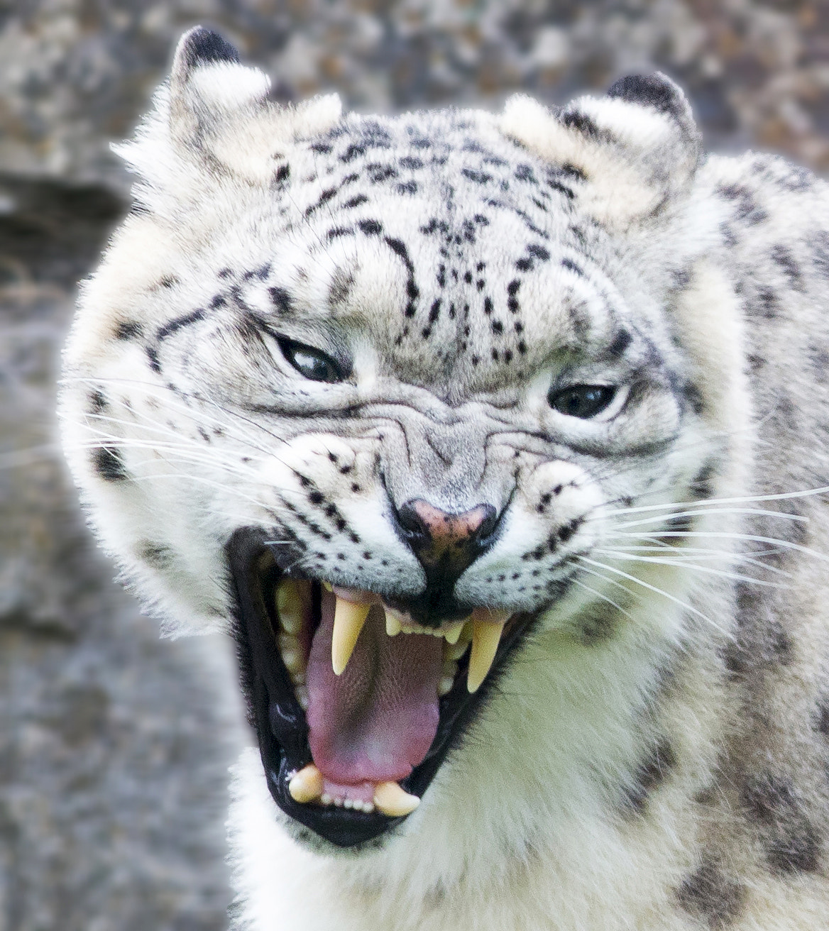 Canon EOS 70D + Canon EF 200mm F2.8L II USM sample photo. Snow leopard snarl photography