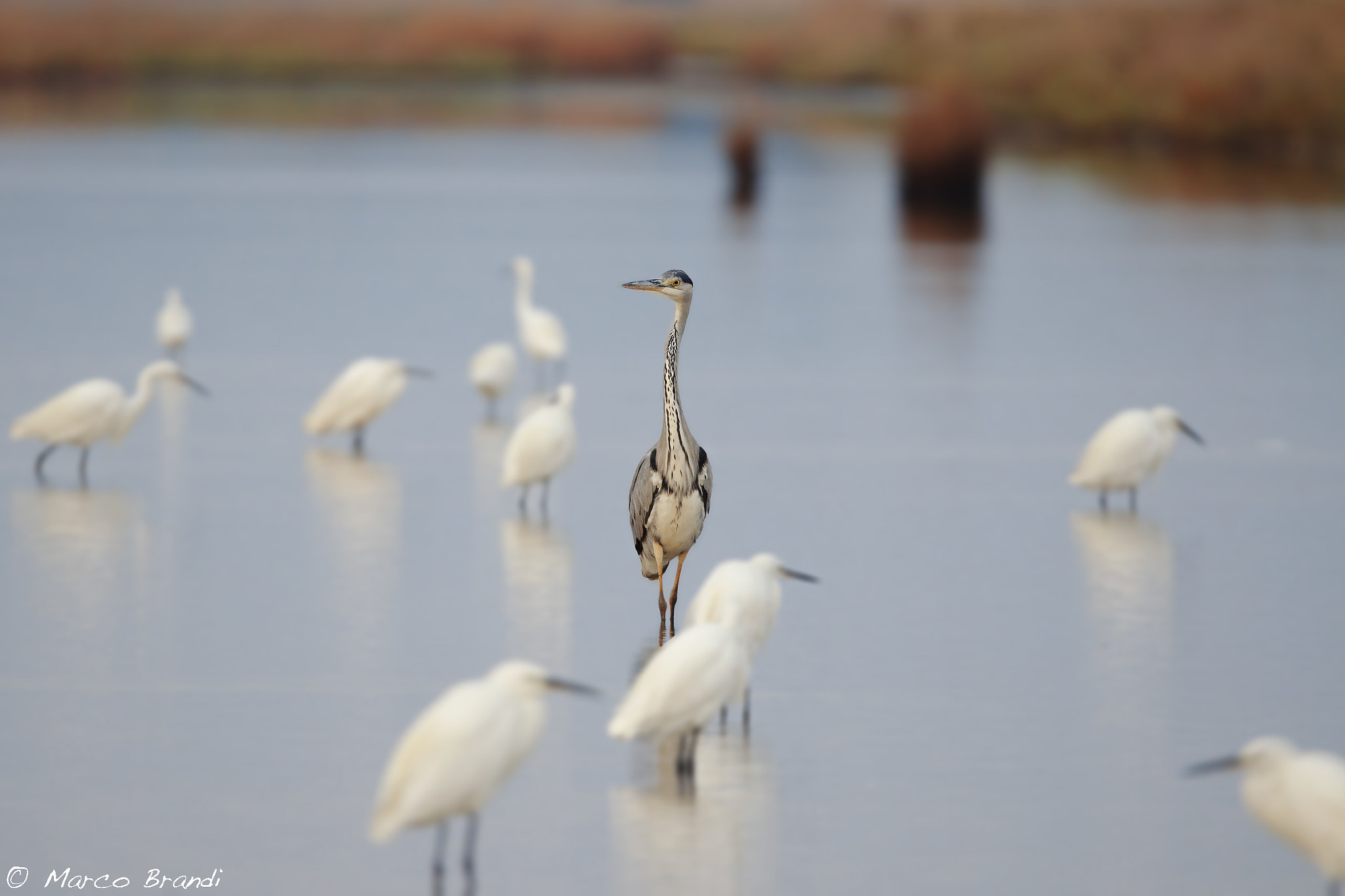 Sigma 150-600mm F5-6.3 DG OS HSM | S sample photo. Airone cenerino - grey heron photography
