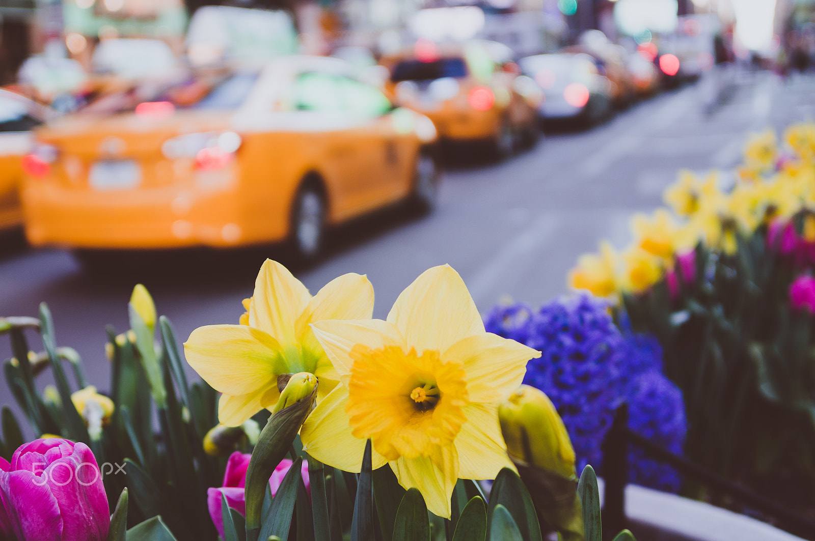 Sony SLT-A55 (SLT-A55V) sample photo. Spring blooms in times square photography