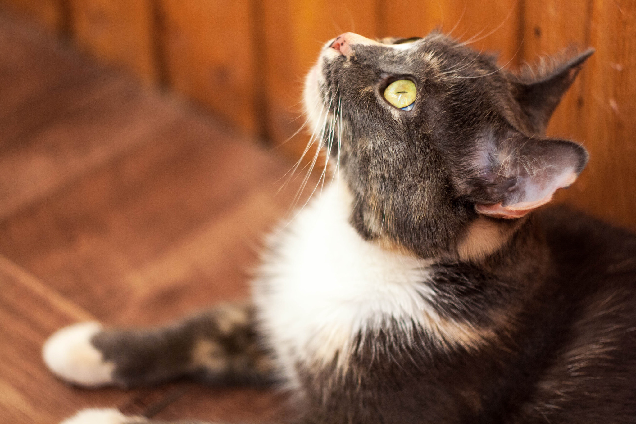 Canon EF 35-80mm f/4-5.6 sample photo. Cat a. photography