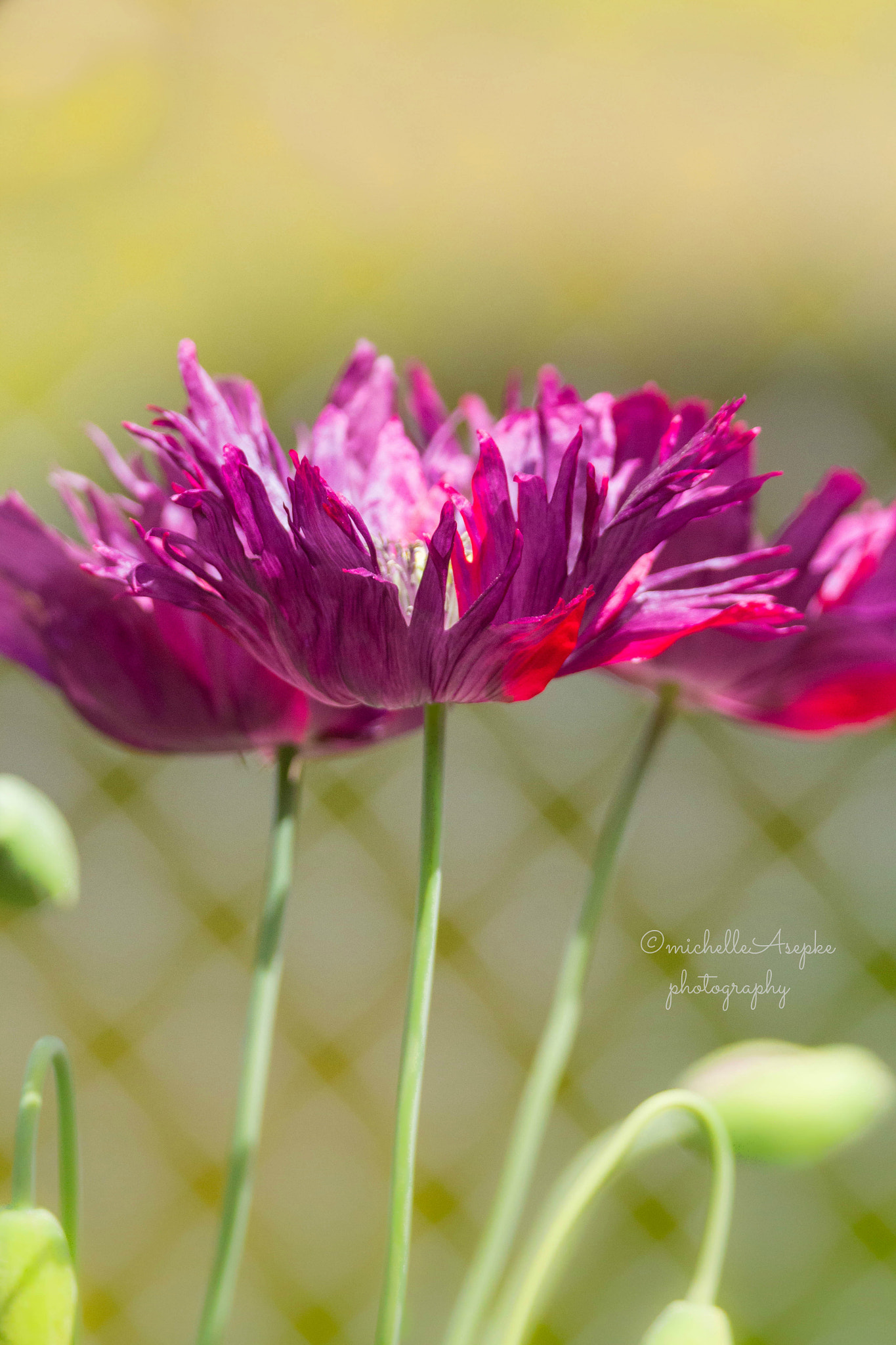 Canon EOS 700D (EOS Rebel T5i / EOS Kiss X7i) + Tamron SP 150-600mm F5-6.3 Di VC USD sample photo. Poppies photography