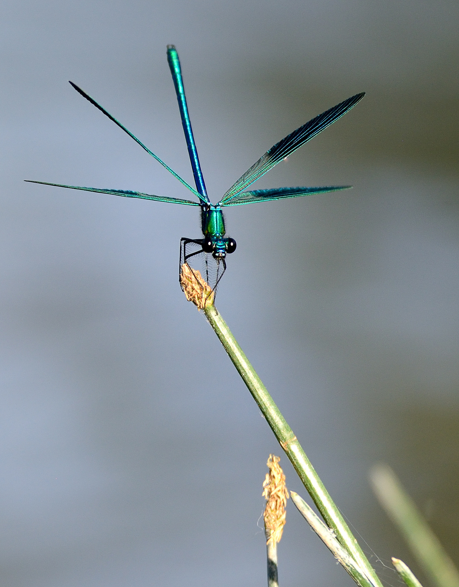 Nikon D600 sample photo. Damselfly on reed photography