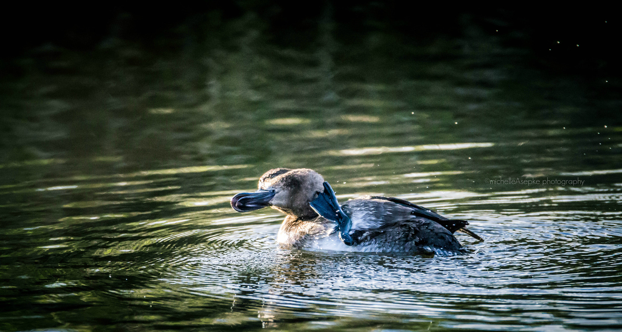 Canon EOS 700D (EOS Rebel T5i / EOS Kiss X7i) + Tamron SP 150-600mm F5-6.3 Di VC USD sample photo. Duck photography