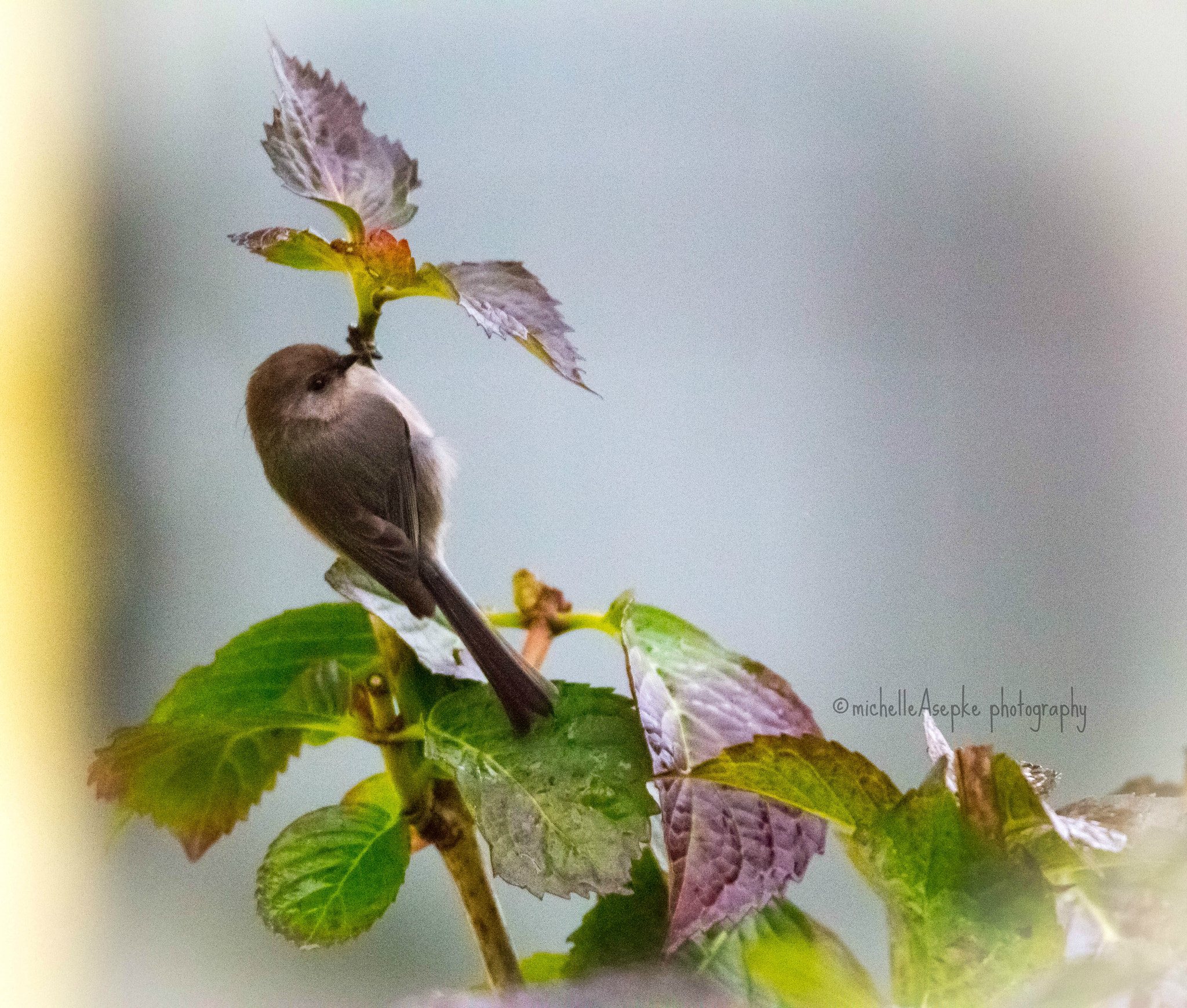 Tamron SP 150-600mm F5-6.3 Di VC USD sample photo. Little photography
