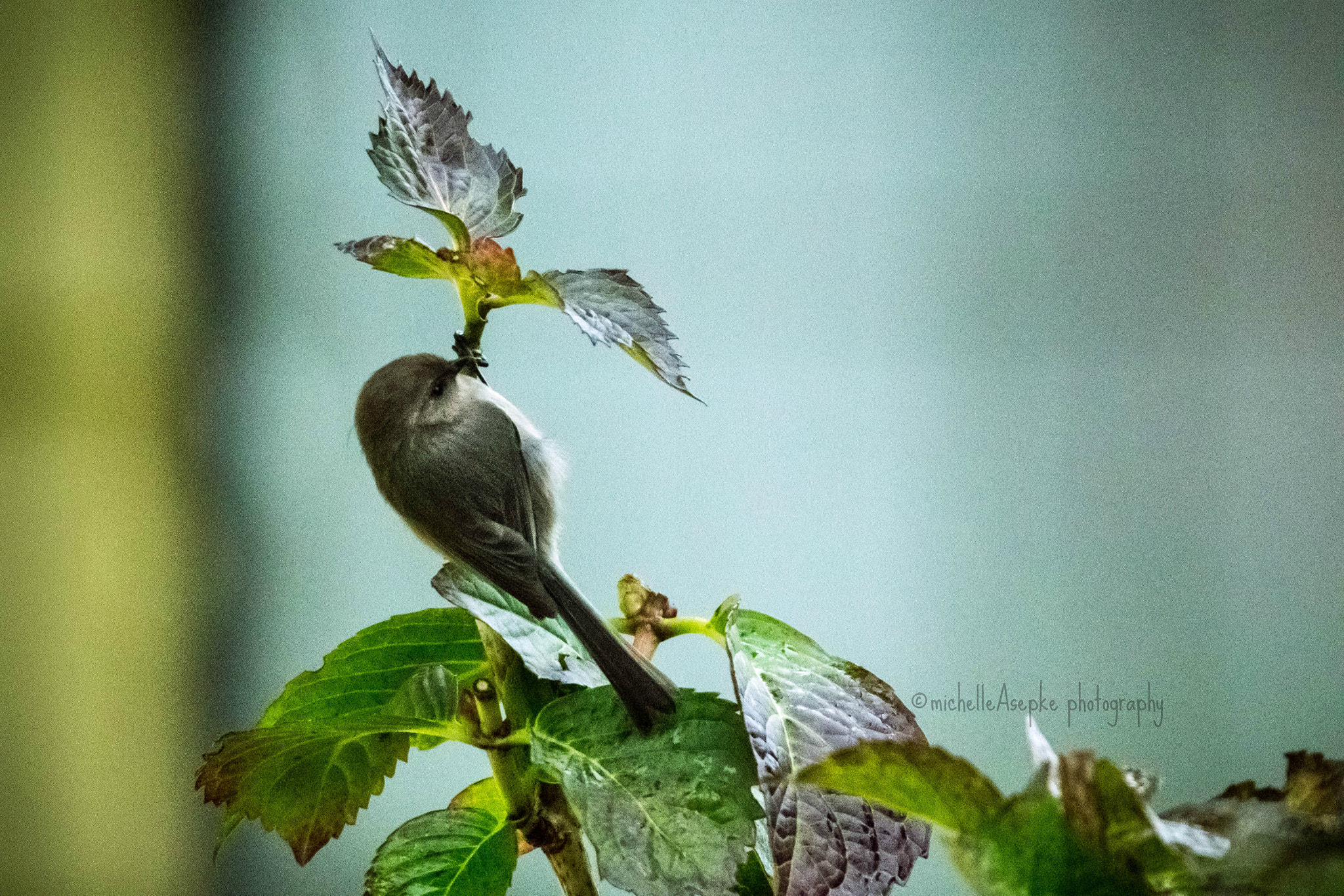Tamron SP 150-600mm F5-6.3 Di VC USD sample photo. Little photography