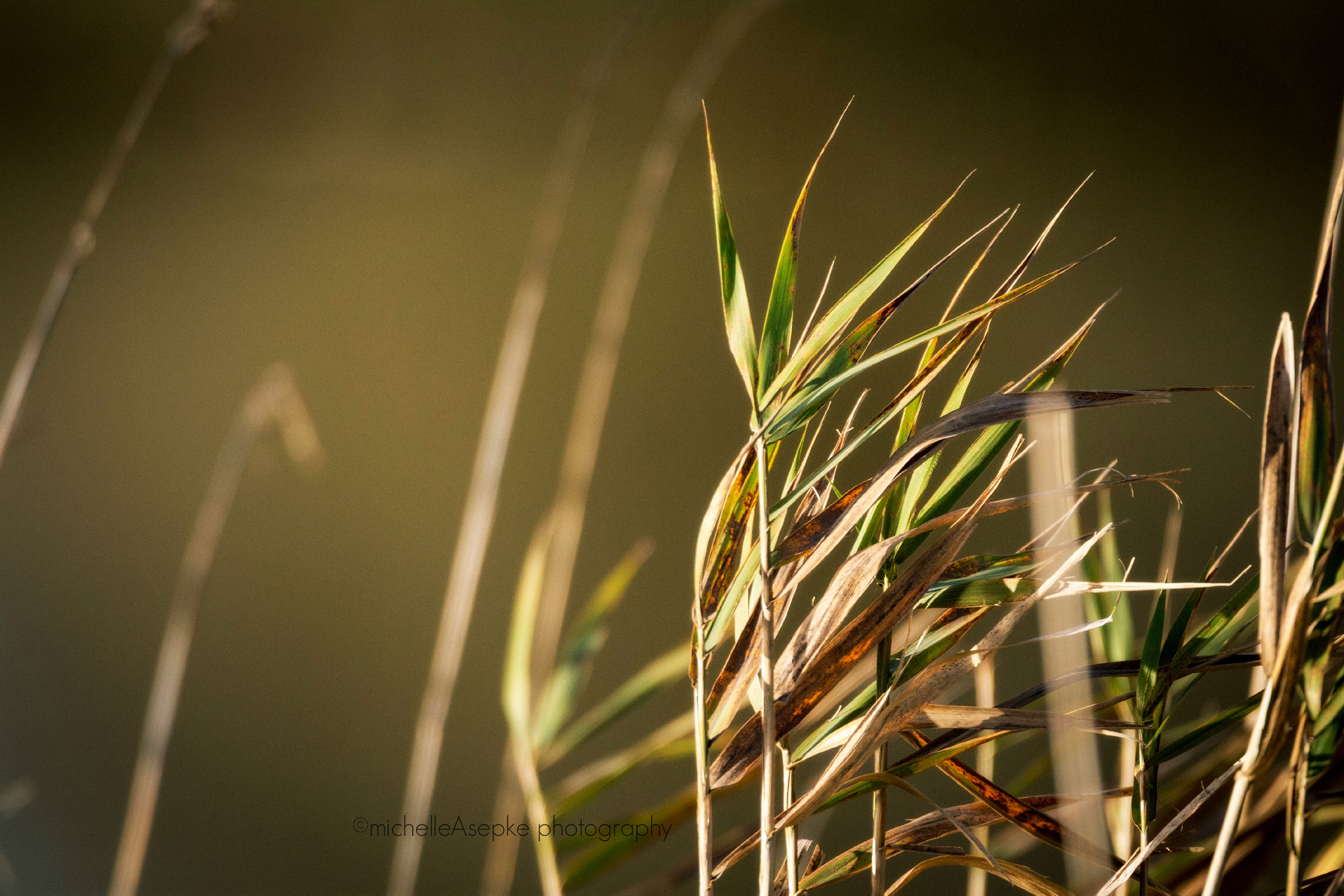 Tamron SP 150-600mm F5-6.3 Di VC USD sample photo. Reed photography