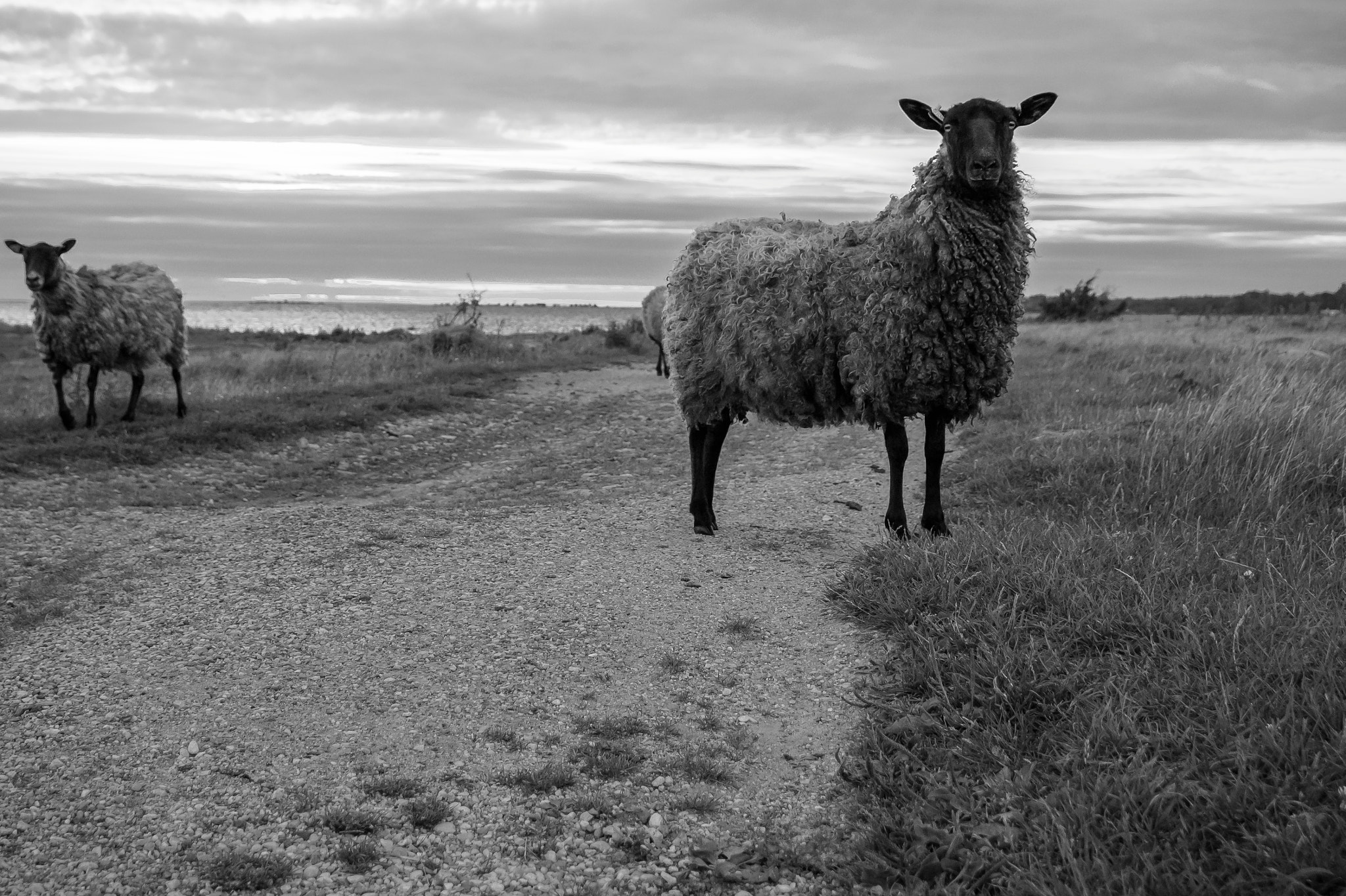 Canon EOS M3 sample photo. Gotland - klintehamn- sheep photography