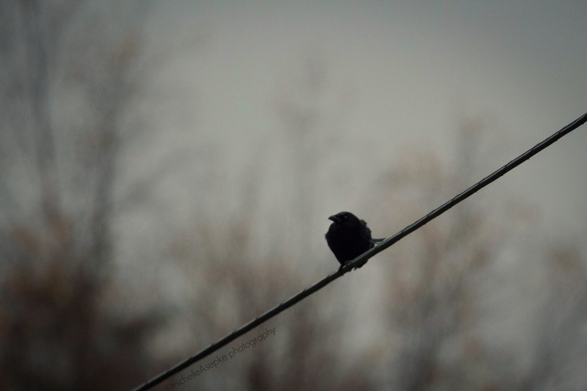 Tamron SP 150-600mm F5-6.3 Di VC USD sample photo. Perched photography