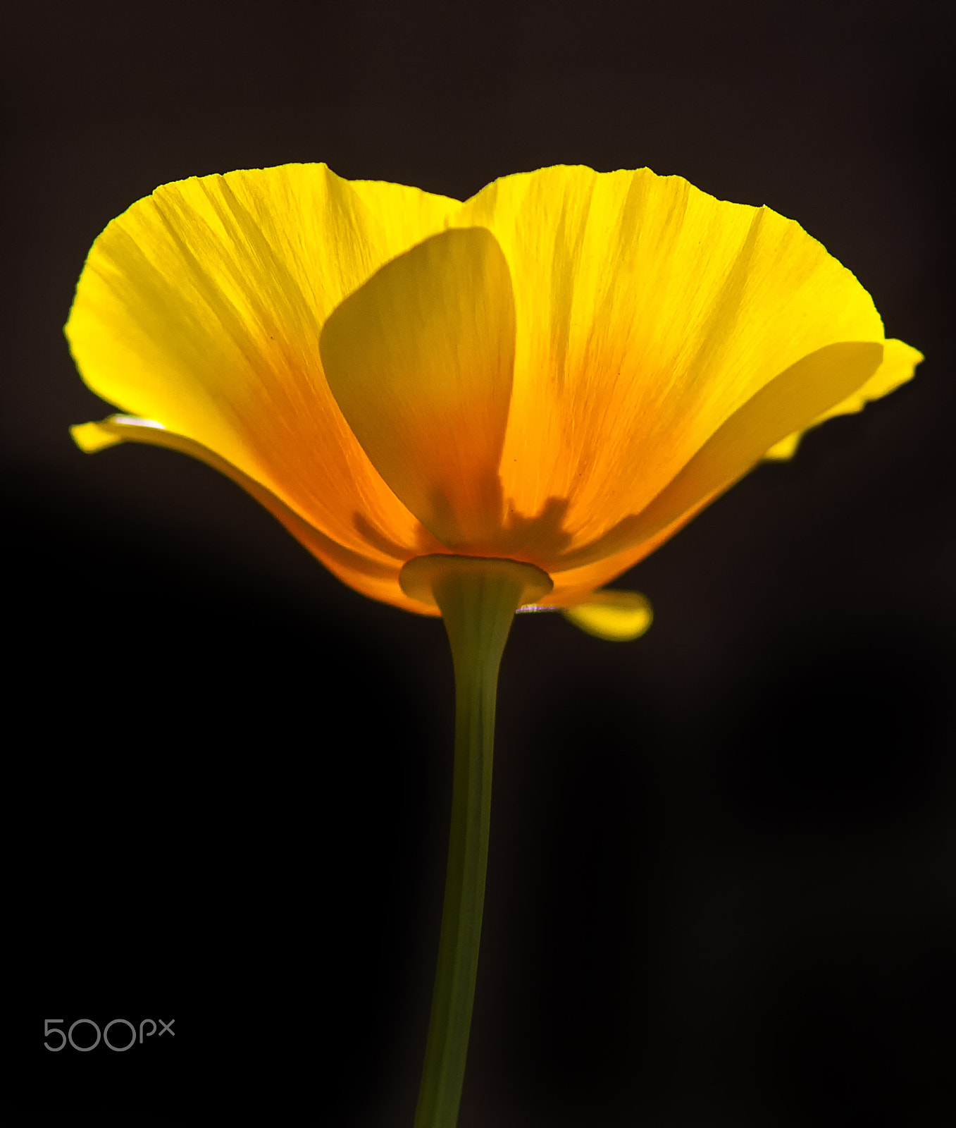 Canon EF 200mm F2.8L II USM sample photo. California poppy photography
