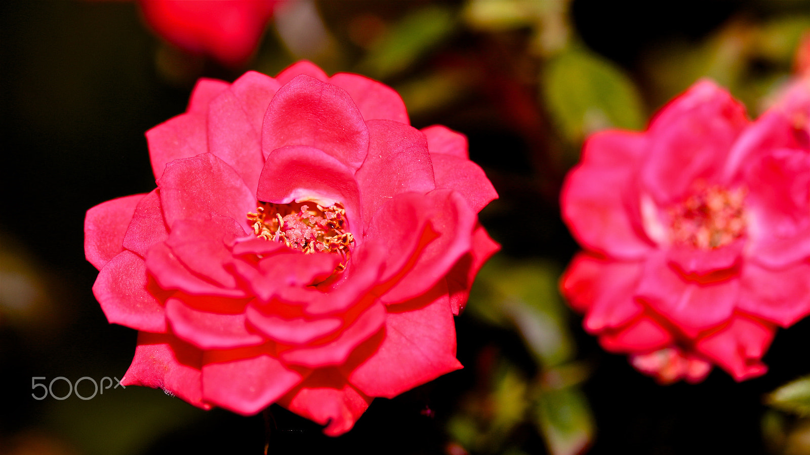 Canon EF-S 60mm F2.8 Macro USM sample photo. Rose photography