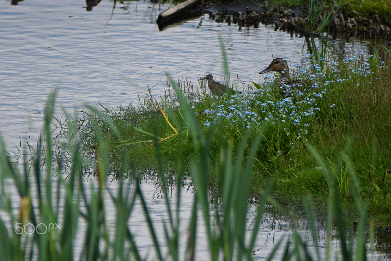Tamron SP 150-600mm F5-6.3 Di VC USD sample photo. A dust snap and a grey duck playing photography