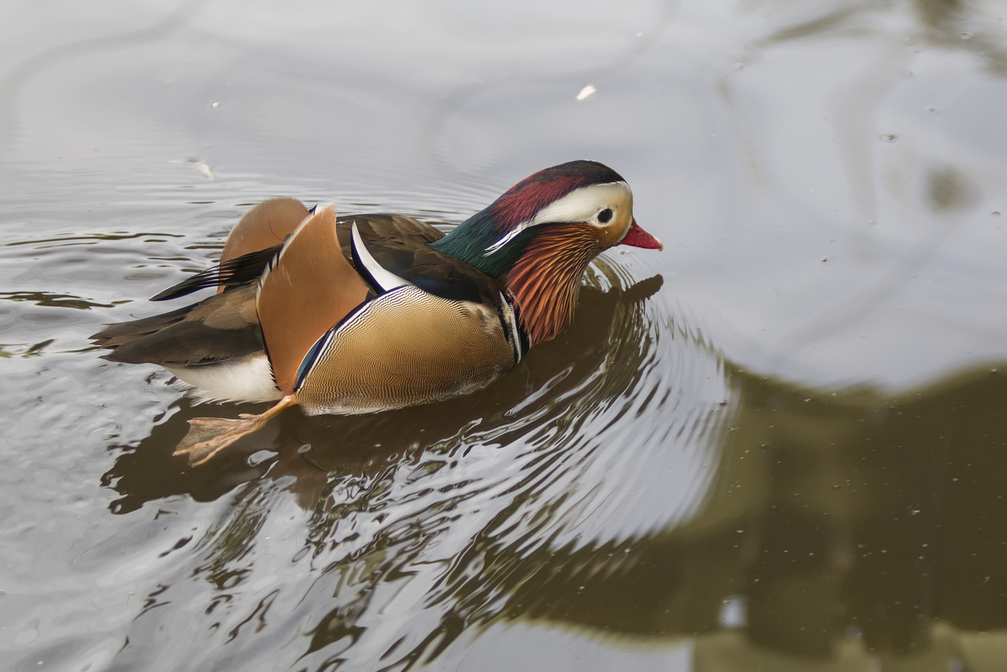 Canon EOS 70D + Canon EF 70-200mm F2.8L USM sample photo. Mandarin duck - aix galericulata photography